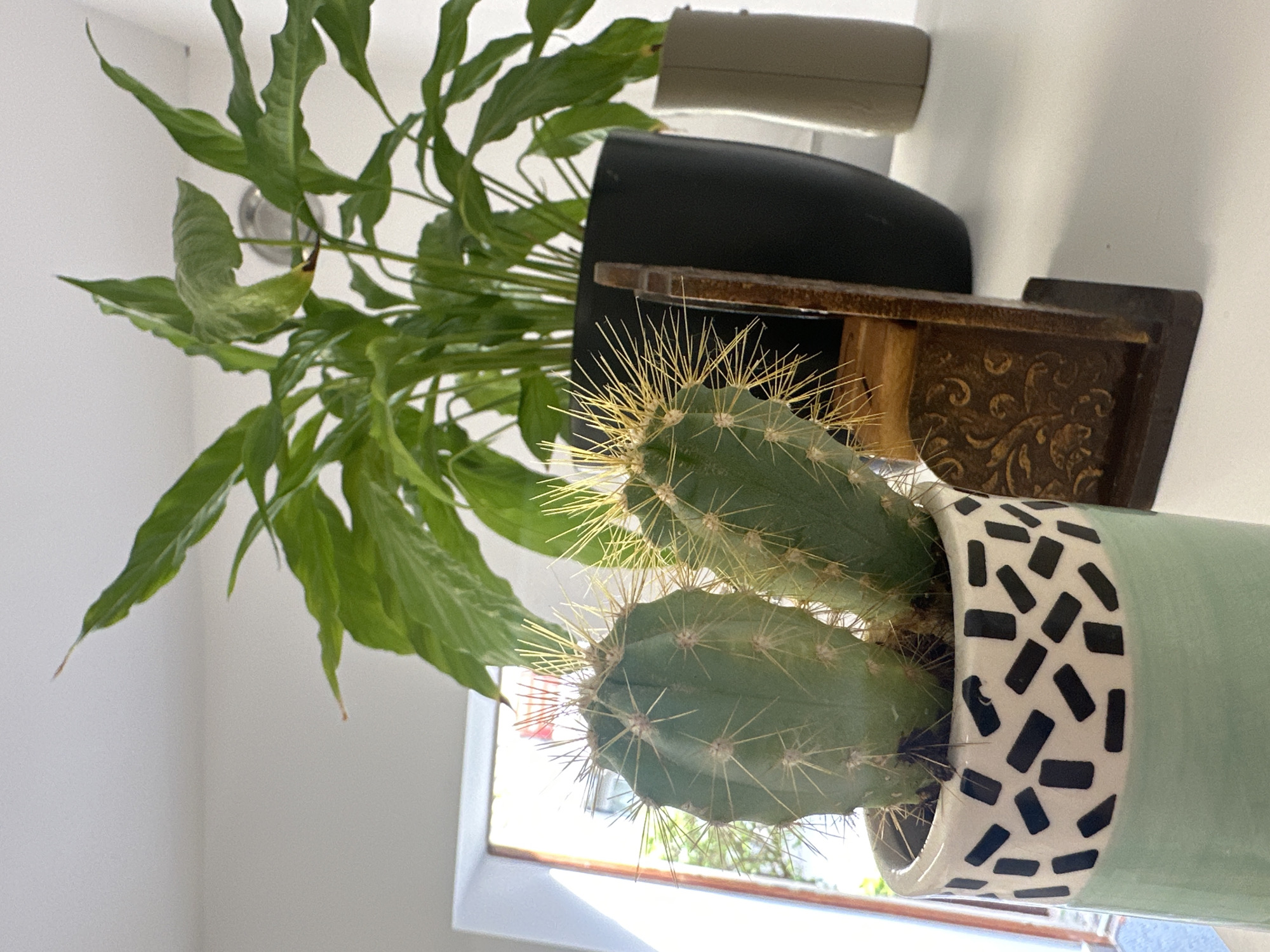 The image depicts a close-up, indoor, still life scene with two potted plants on a white surface, possibly a shelf or desk. In the foreground, a light green ceramic pot with a black, abstract pattern contains two cacti. The cacti are green with sharp, yellow spines. Behind the cacti, a larger plant with broad, green leaves in a black pot is visible. To the right of the black pot is a light brown, cylindrical object, possibly another decorative item. A wooden stand with an ornate, embossed pattern is placed between the cacti and the black pot. Sunlight streams in from an open doorway or window on the left side of the frame, illuminating the scene. The background is a plain white wall and ceiling. The image does not contain any identifiable landmarks or context that would indicate a specific location within the city of Łódź, Poland.