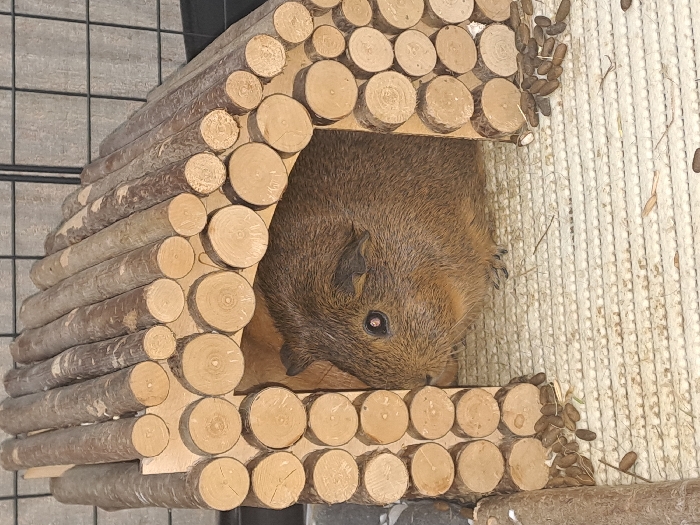 A brown guinea pig sits inside a wooden house constructed from small logs. The house has a triangular front and is surrounded by the guinea pig's droppings. The guinea pig appears alert and is looking directly at the viewer. The background consists of a wire cage and a textured cream-colored mat.