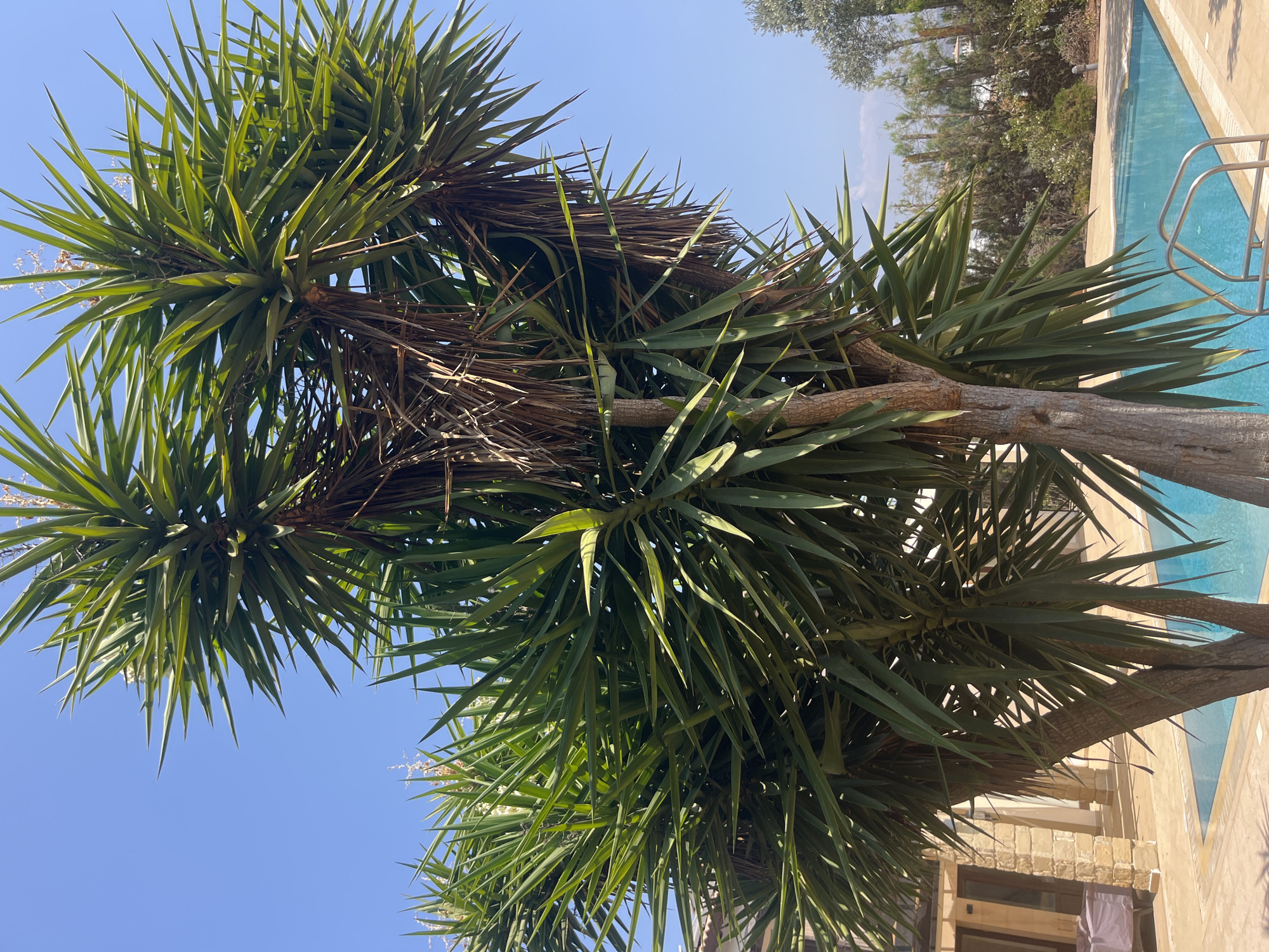 This is a low-angle, full-shot, eye-level, outdoor, daytime, natural light photograph of a large Yucca tree in the foreground. The tree has multiple thick, brown trunks branching out into a dense canopy of long, spiky, green leaves. Some of the lower leaves are brown and dry, hanging down. Behind the tree, to the left, is a portion of a light-colored stone building with large columns and an outdoor seating area with a gray sofa. To the right of the tree is a bright blue swimming pool with a metal ladder. Beyond the pool, there is lush green foliage, including more trees and bushes, and in the far distance, a few white buildings are visible on a hillside. The sky is a clear, vibrant blue. The scene appears to be located in a resort or residential area, consistent with the amenities of Aphrodite Hills, Cyprus, characterized by its Mediterranean architecture and landscaping. There are no people or animals visible in the image.