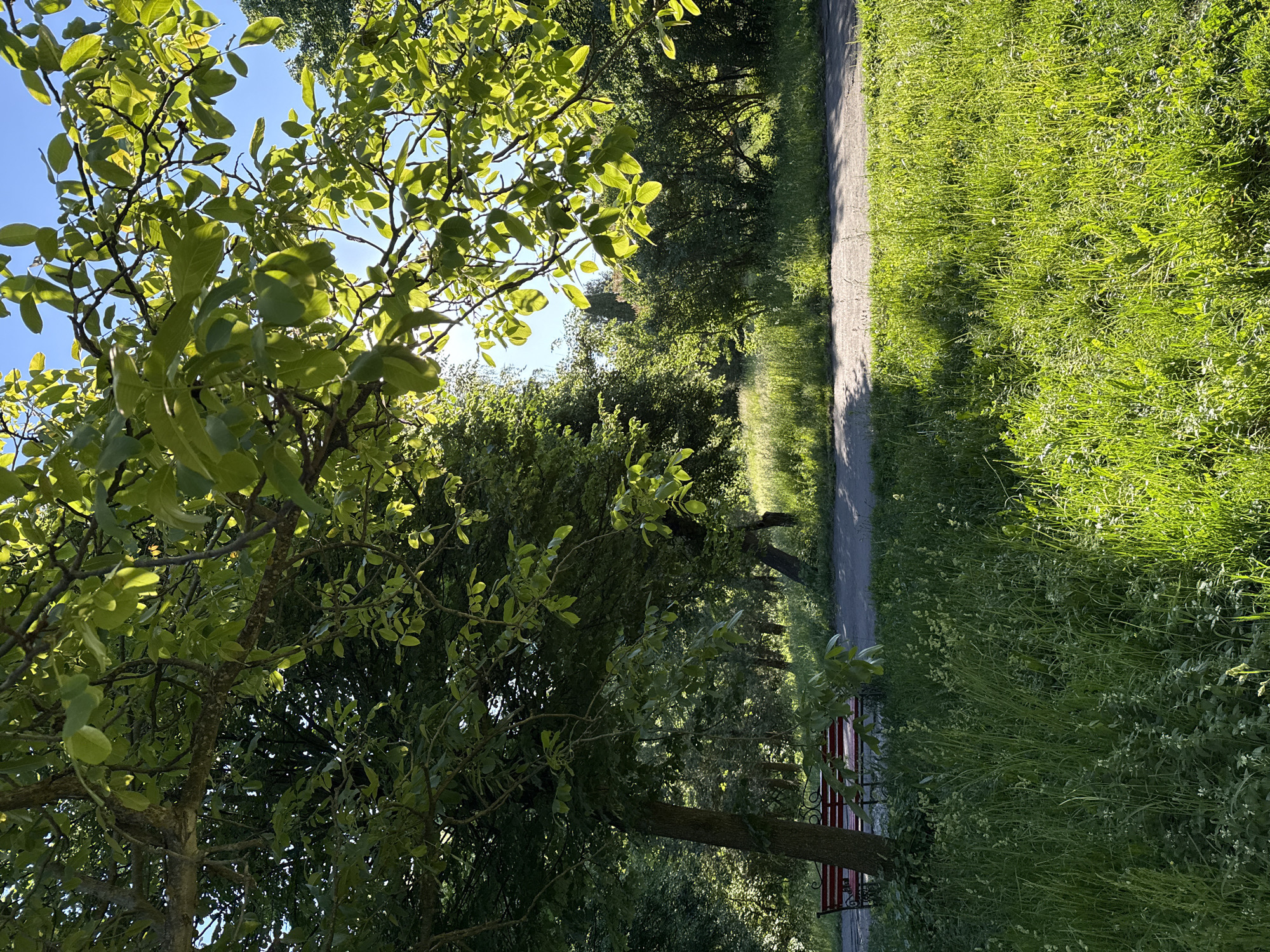 The image presents a park scene, likely in Ternopil, Ukraine. A tree with bright green leaves dominates the left foreground, partially obscuring the view. A pathway runs through the center of the frame, flanked by a thick growth of green grass and foliage on the right. A red bench is visible beneath the tree on the left, positioned adjacent to the pathway. The scene is bathed in sunlight, creating a bright and natural ambiance.