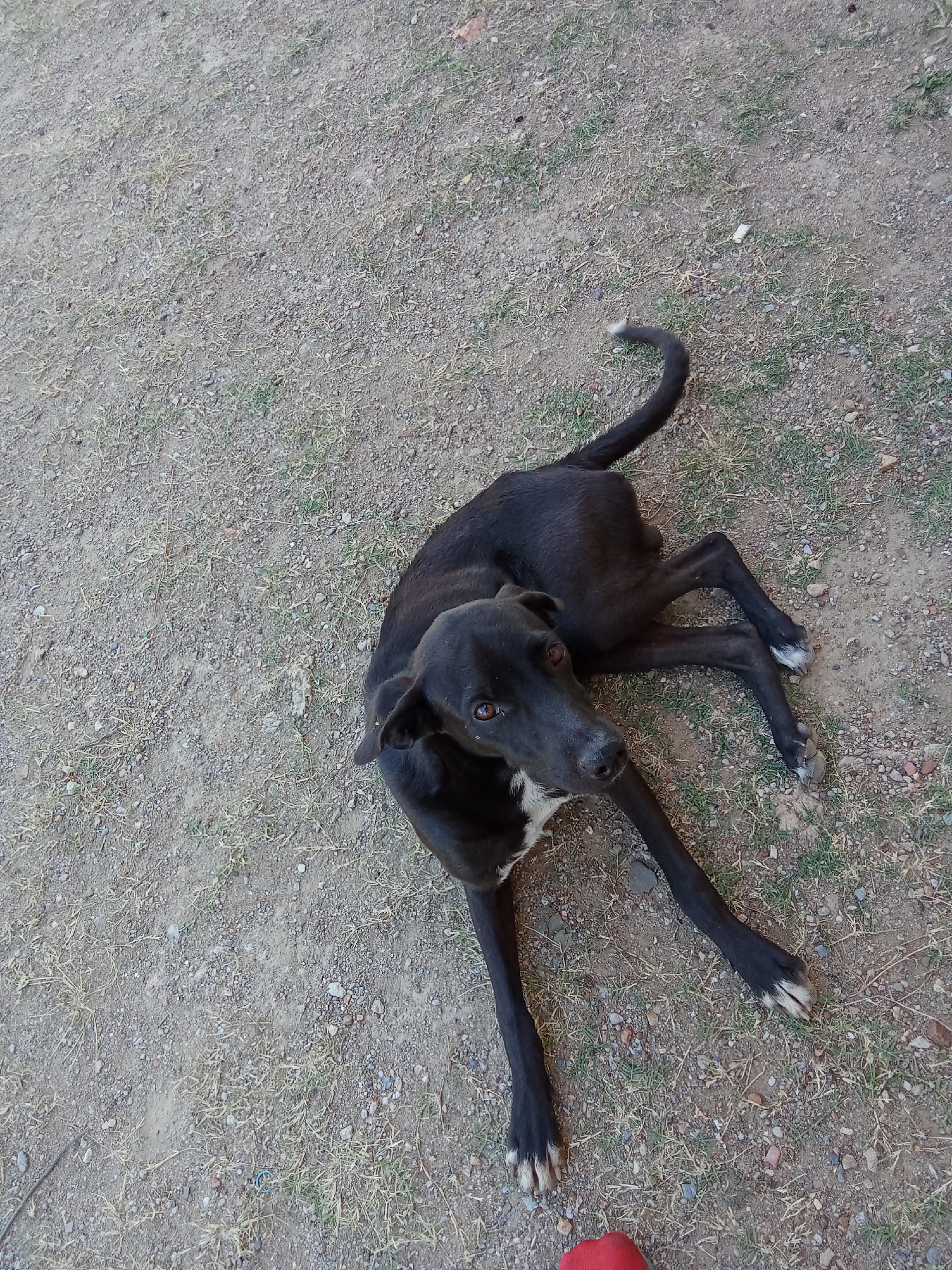 A black dog with white markings on its chest and white-tipped paws is lying on a dirt surface interspersed with sparse patches of grass. The dog is oriented diagonally in the frame, looking upwards towards the camera. The location is in Juan Griego, Venezuela.