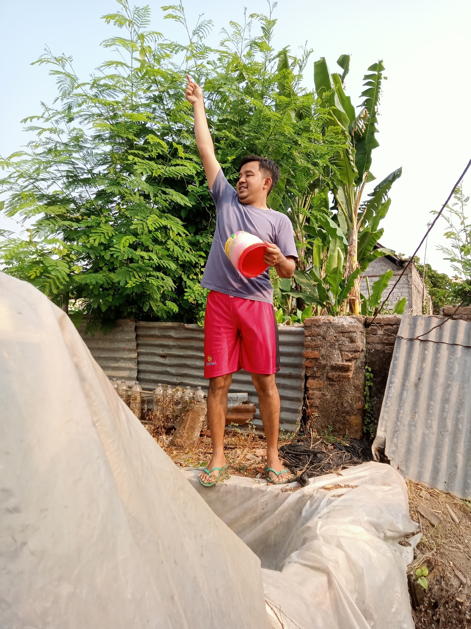 A man stands on a mound of white plastic sheeting in a rural outdoor setting, pointing his left index finger upwards towards a large green tree. He is wearing a grey t-shirt and red shorts, and green flip-flops. In his right hand, he holds a red and white plastic bucket. Behind him, a variety of vegetation, including banana trees, is visible, along with a brick wall and corrugated metal sheeting, suggesting a somewhat unkempt or construction area. The sky is clear and pale blue. The location is the city of Simo, Indonesia.