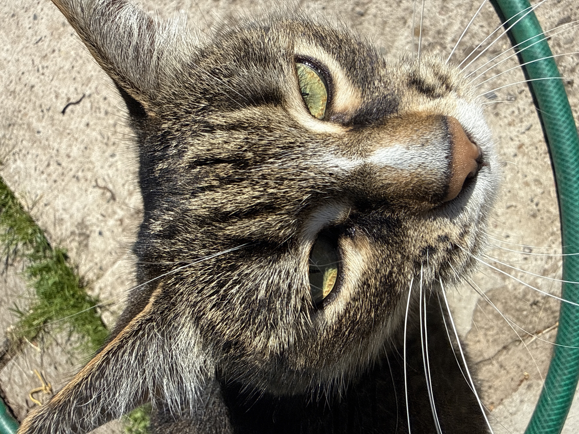 A close-up, eye-level shot shows the face of a tabby cat looking directly at the camera. The cat's fur is a mix of brown, black, and tan stripes, with a white blaze running down its nose. Its eyes are green with yellow irises. The background is blurred but appears to be a sunlit concrete surface with patches of grass and a green garden hose in the foreground. The scene is likely outdoors, possibly in a yard or alleyway in Votkinsk, Russia. There are no people or other animals visible.