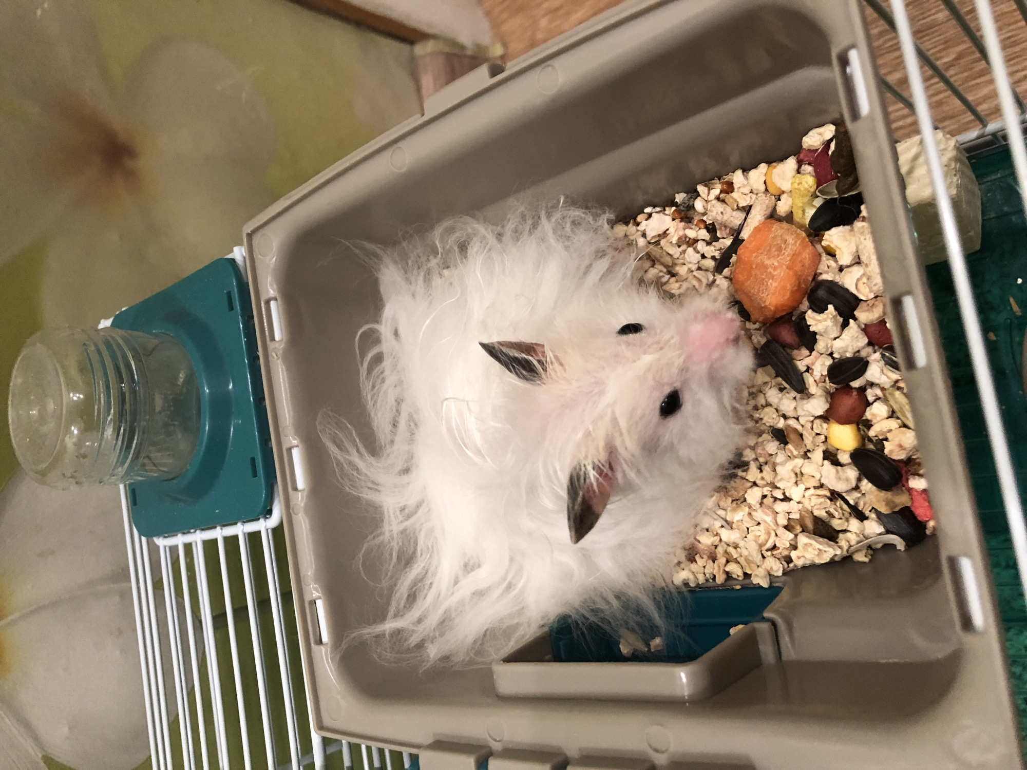 A fluffy white hamster with black-tipped ears is perched in a cage filled with wood shavings and a mix of seeds and dried food. A piece of orange food is visible among the seeds. To the upper right of the cage, a water bottle is attached to the cage bars. The background shows a wall with a floral pattern. The location is Solikamsk, Russia.