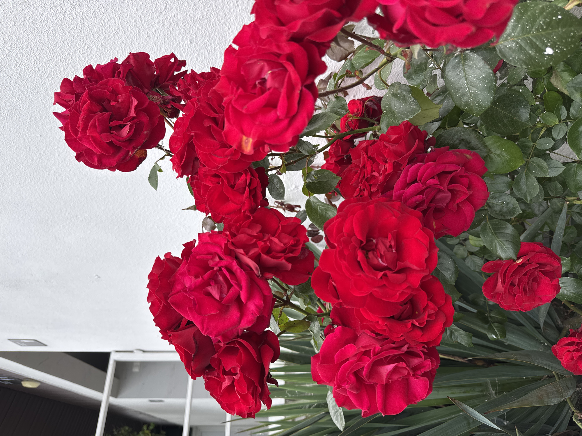 The image shows a cluster of deep red roses blooming against a white wall and a building facade. The roses are in various stages of bloom, some fully open and others still budding. Green foliage surrounds the roses. The architectural elements of the building include a white wall with a textured surface, portions of white-framed windows, and dark brown panels visible in the lower left corner. The setting is outdoors in daylight, suggesting a garden or urban landscaping. The image appears to be taken from a low angle, looking upward at the roses and building. There is no immediate indication of a specific location in Sochi, Russia, but the architecture and flora are consistent with the city's landscape.