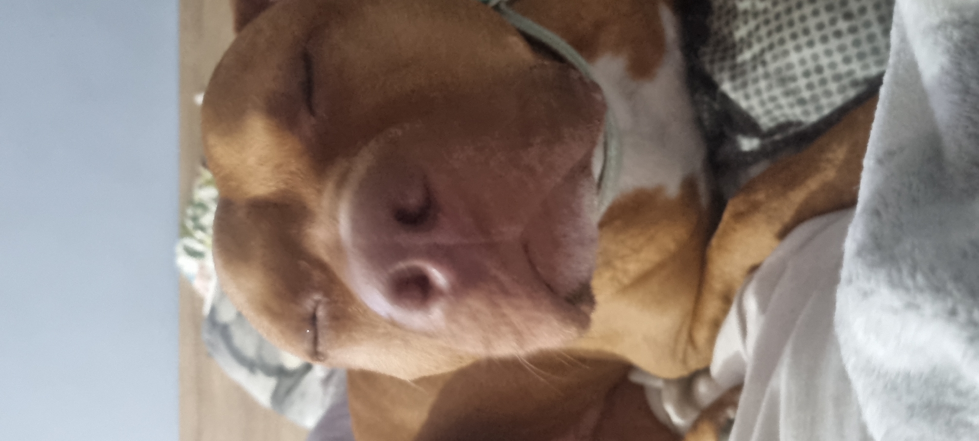 A close-up, overhead shot depicts a brown and white pit bull-type dog sleeping on a bed in Unknown, Unknown. The dog is positioned with its head facing the camera, its eyes closed and nose prominently displayed. A light-colored collar is visible around its neck. The dog is lying on patterned bedding and partially covered with a white blanket. The environment appears to be indoors.