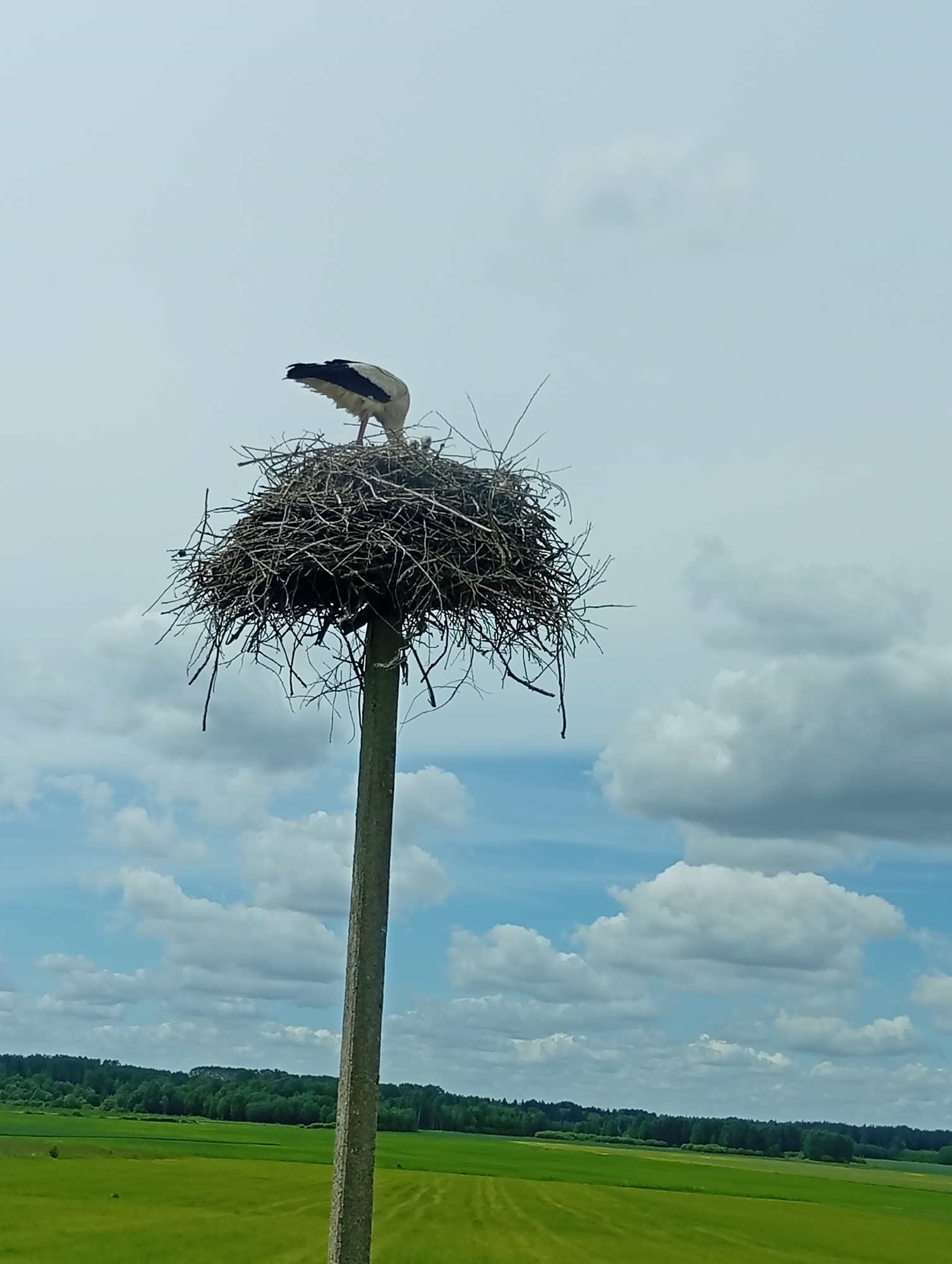 In Krikliai, Lithuania, a stork stands in its nest atop a utility pole, its head bent down into the nest. The nest, constructed of twigs and branches, is situated on a tall, grey pole. The sky above is partly cloudy with large white clouds against a pale blue backdrop. Below the pole, a vast green field stretches to a tree line on the horizon.