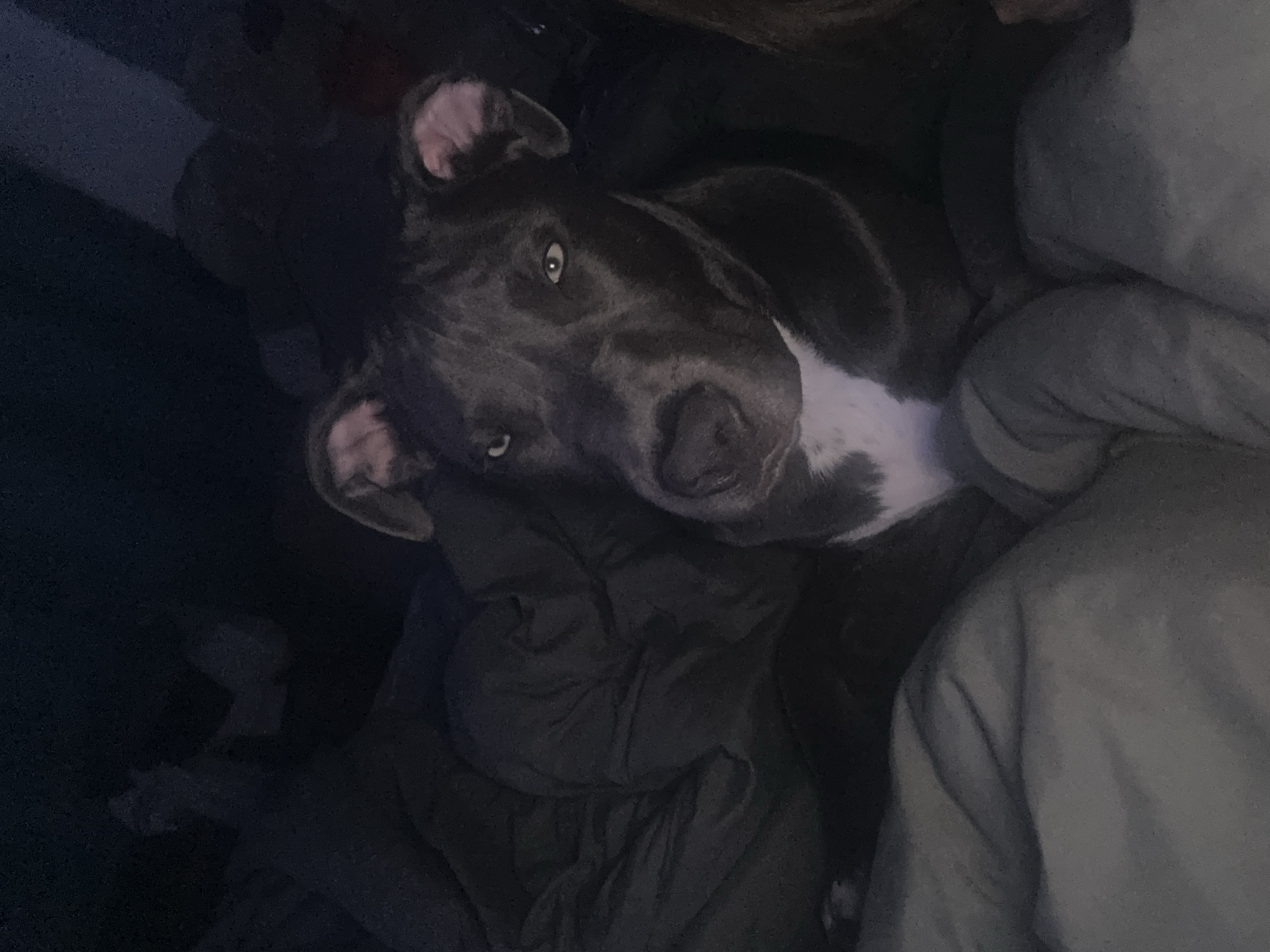 A gray and white pit bull-type dog is lying in bed among blankets and pillows. The dog has large, floppy ears and is looking up at the camera. The scene is dark. The location is not discernible.