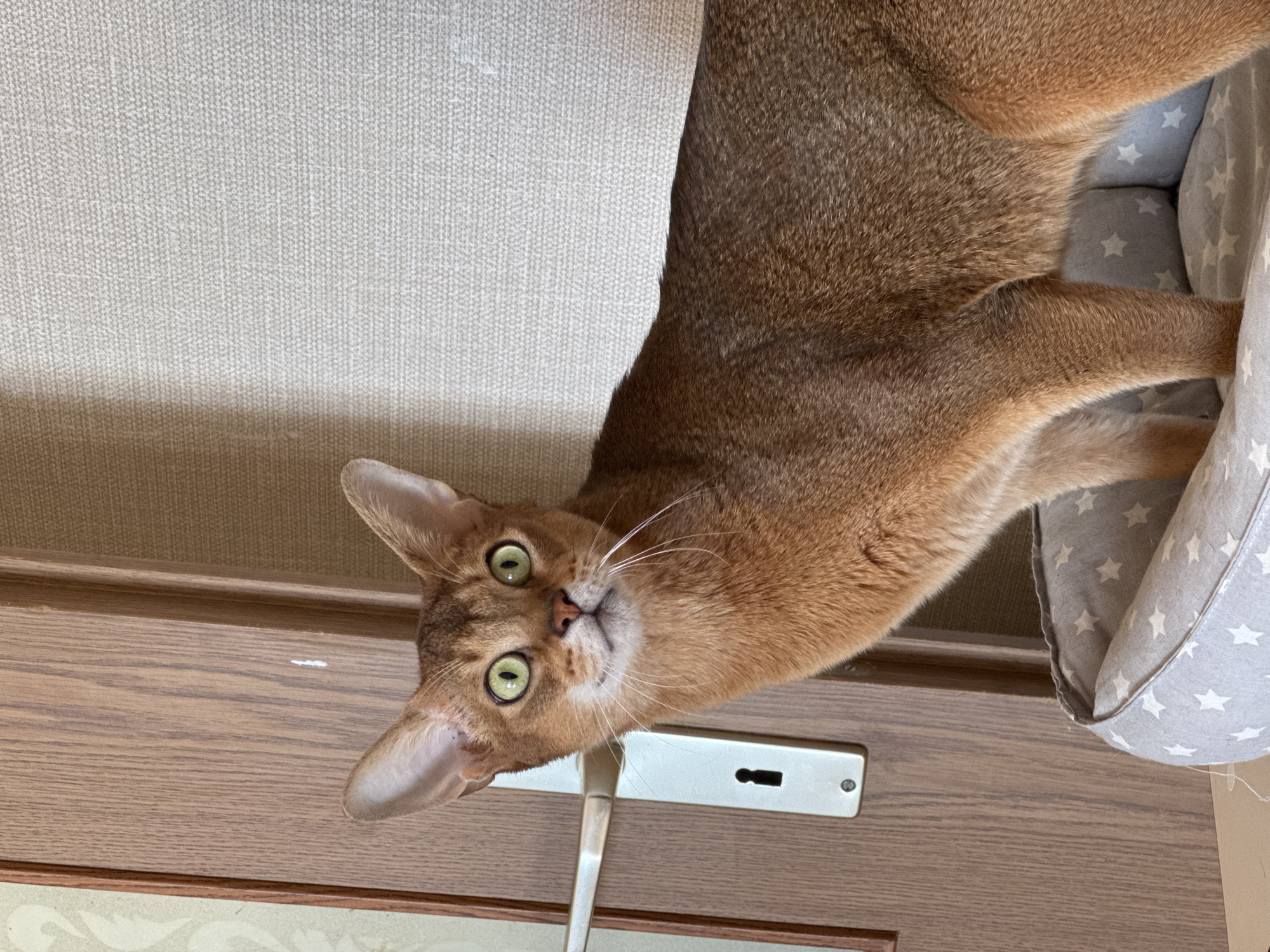 A brown Abyssinian cat is positioned upside down, peering directly at the camera with bright green eyes. Its head is near a door handle, while part of its body rests on a gray cat bed with white star patterns. The door behind the cat has a wood-grain pattern. A beige wall is visible above the door. The exact location in the city of Chaikovsky, Russia, cannot be determined from the image alone.