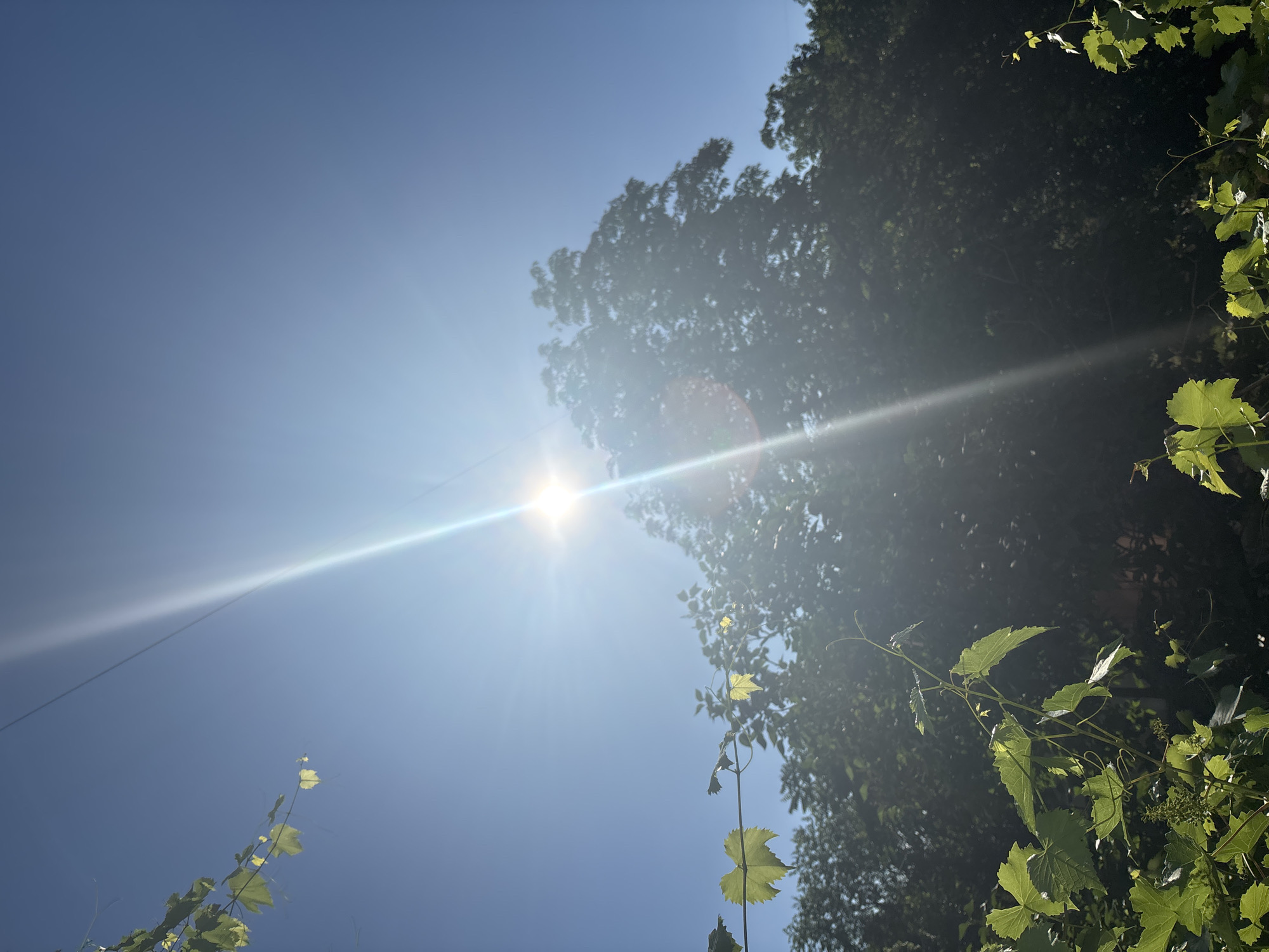 The image shows a clear blue sky with a bright sun in the upper left quadrant, creating a lens flare that stretches diagonally across the frame. The sun appears to be at its peak, suggesting it is midday. To the right of the sun, a dark mass of foliage, likely from a large tree, is visible, partially obscuring the sky and dappled with sunlight. In the foreground and lower parts of the image, green vine leaves are present, some appearing lighter and brighter where they are directly catching the sun, while others are in shadow. The overall scene depicts an outdoor setting, possibly a garden or a natural landscape, bathed in bright sunlight. The composition is upward-looking, emphasizing the sky and the interplay of light and shadow on the vegetation. There are no people, text, or specific identifiable objects other than the natural elements. The weather appears clear and sunny.