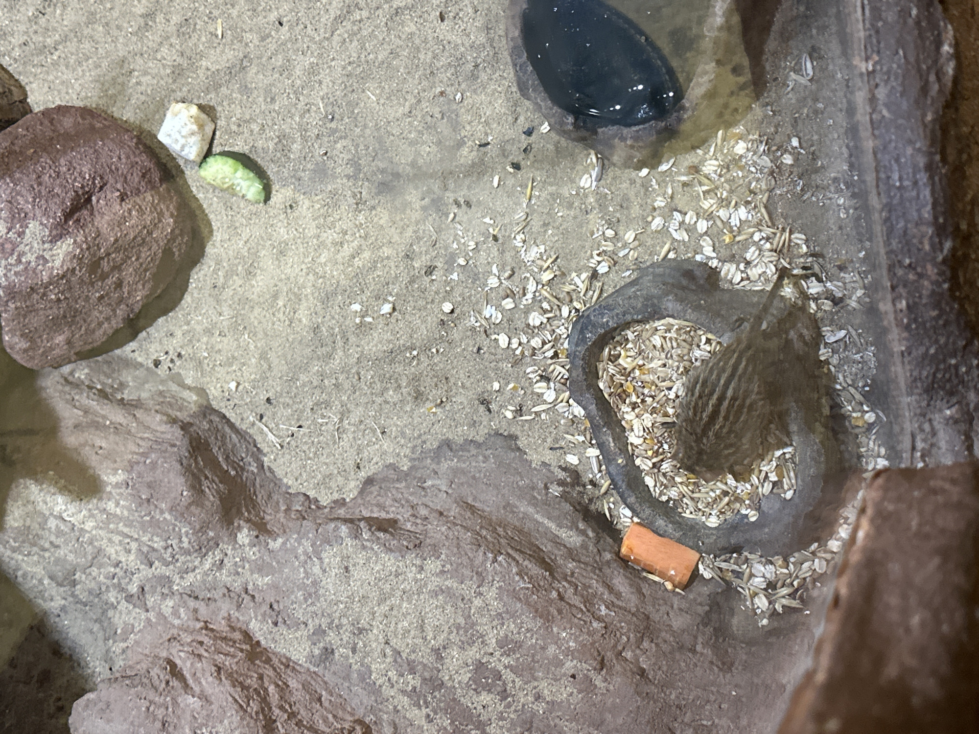 The image depicts an enclosure, likely within the Wrocław Zoo in Wrocław, Poland. The environment consists of a sandy substrate with rock-like formations. A small water dish with dark liquid sits towards the top of the frame. An oval dish contains grains, and a striped rodent is inside this dish, presumably feeding. Other objects include a rock, pieces of food (cucumber slice, cube of food), and a small piece of what appears to be carrot. The rodent is the main subject, engaged in feeding. The light source appears artificial.