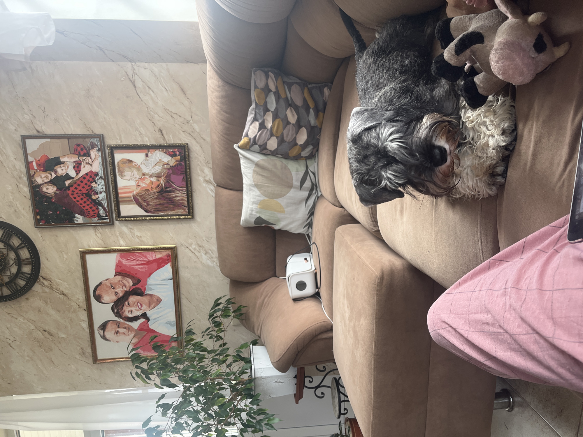 The image depicts an indoor scene, likely a living room, with a dog resting on a brown sectional couch. The dog, a miniature schnauzer, is positioned in the foreground, its head resting on its paws. To the right of the dog, several stuffed animals, including what appears to be a pig and a cow, are visible. The couch is adorned with two decorative pillows.
In the background, a large plant in a white pot sits on a decorative stand. Several framed pictures hang on the wall, which has a textured, marble-like finish. These framed images appear to be portraits of individuals and families. A large clock is also mounted on the wall.
The overall impression is one of a comfortable domestic setting. The image does not contain any elements that would indicate a specific location in the city of Vladimirovka, Russia.