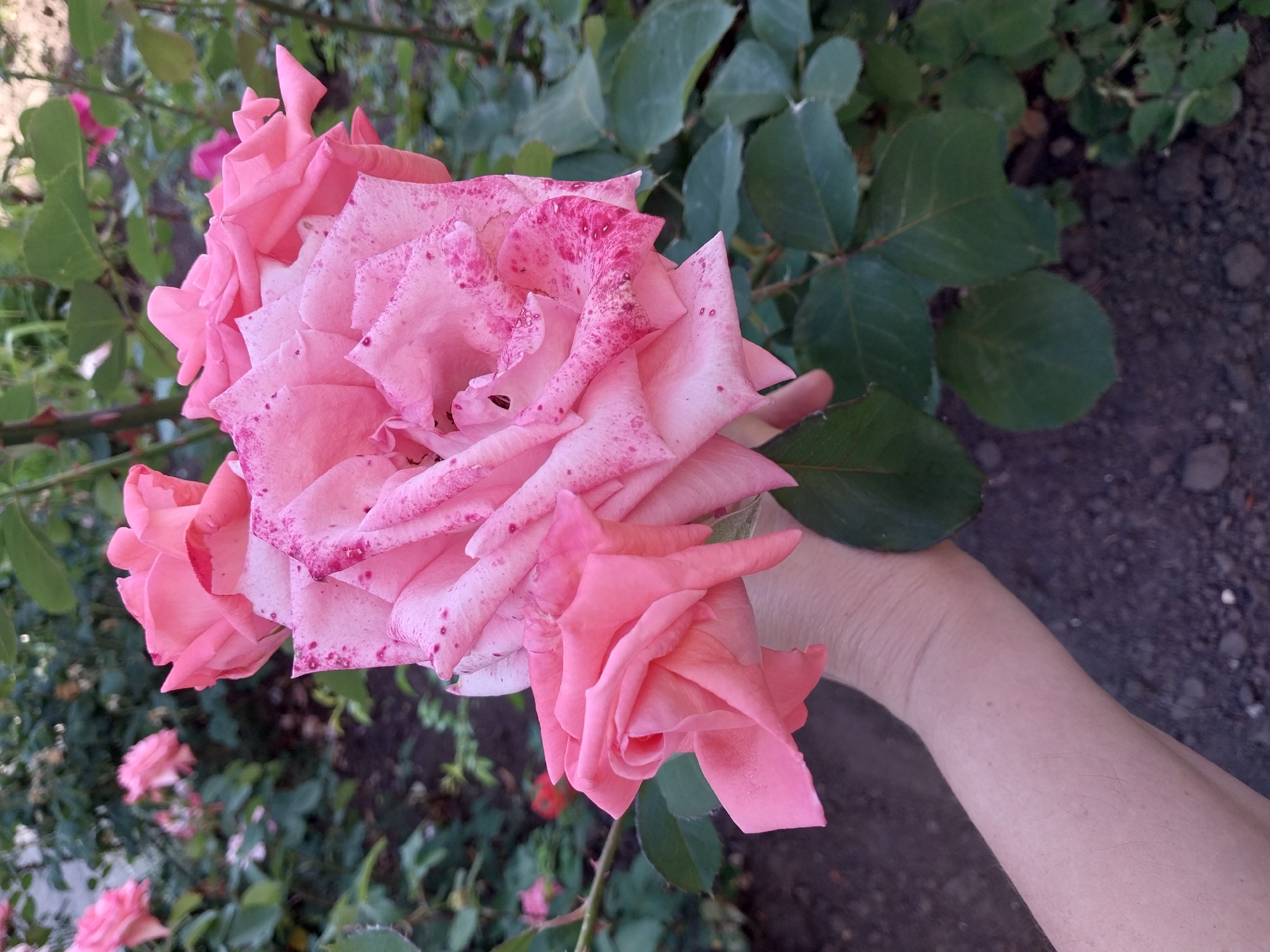 A hand holds a cluster of pink roses in Doslidne, Ukraine. The roses are in various stages of bloom, with some fully open and others still forming buds. The petals are a delicate shade of pink, with some showing speckles of a darker pink or red. The background is a garden setting, with lush green foliage and dark soil. The image is taken from a slightly high angle, looking down at the roses.