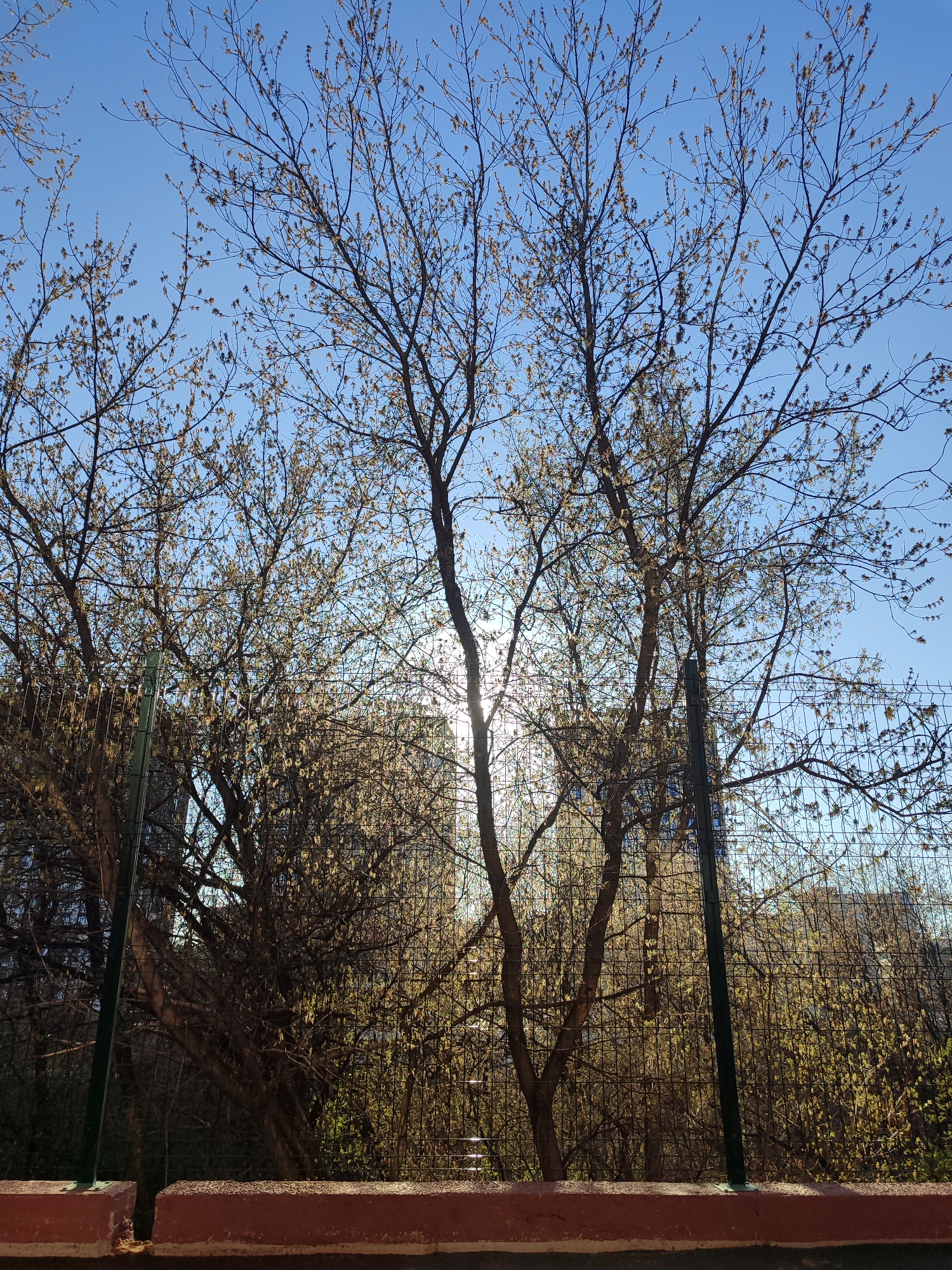 The image depicts a view of trees in an urban setting, likely in spring. The trees are beginning to bud, with small yellow or green buds visible on their branches. The sky is a clear blue, with the sun shining through the branches of the trees, creating a lens flare effect. In the background, a building can be seen through the trees. A chain-link fence runs through the middle ground. The location is Izhevsk, Russia. The angle of the shot is from behind a short retaining wall or low barrier, composed of red brick material.