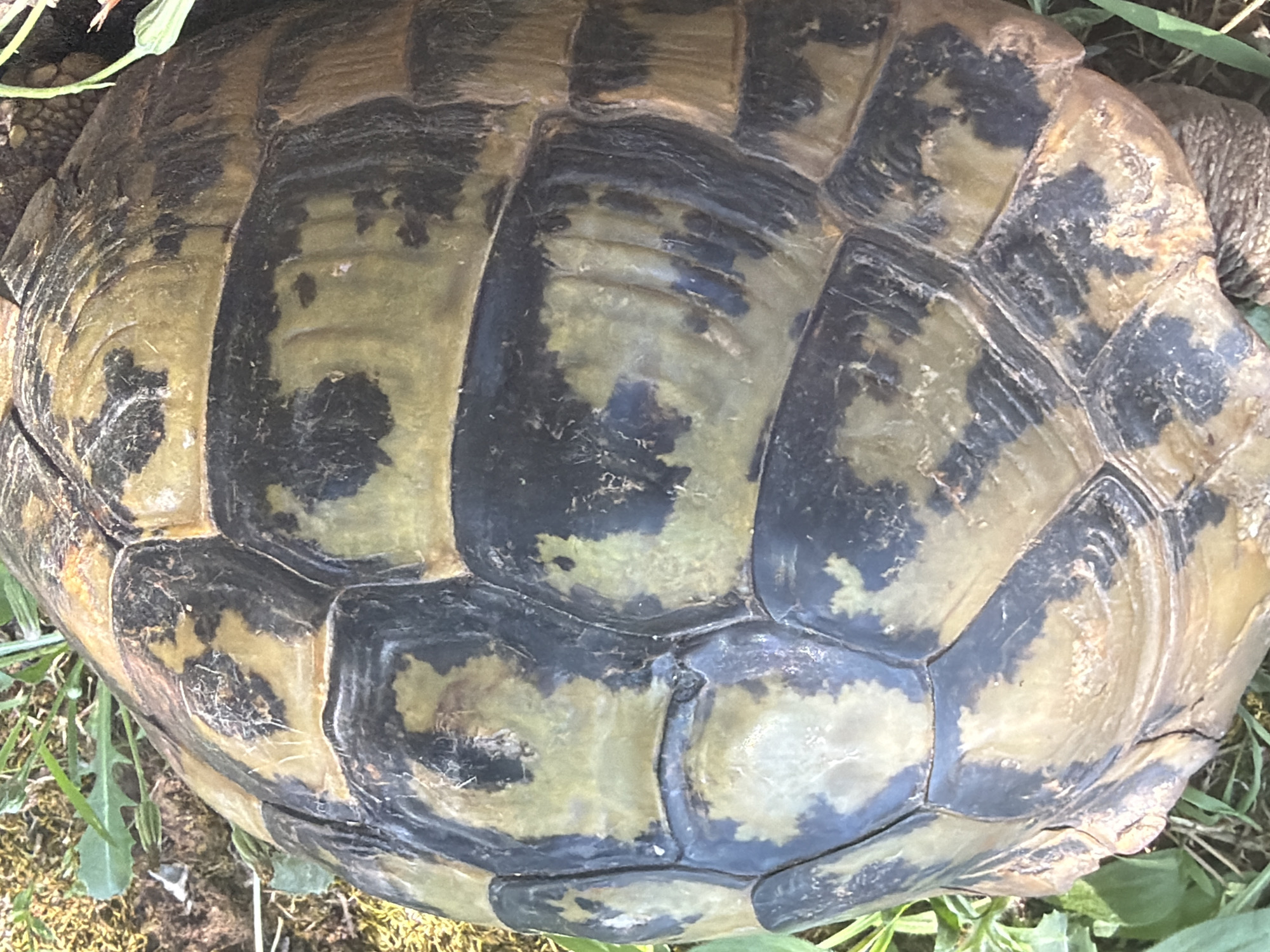 The image is a close-up, overhead view of a tortoise's shell. The shell has a pattern of irregular, dark brown or black markings on a yellowish-tan background. The scutes of the shell are clearly defined by dark lines. The tortoise is on a patch of moss and grass, with some soil visible. The lighting suggests it is outdoors, likely during the day. There is no indication of the location being in Budva, Montenegro, or any specific city.