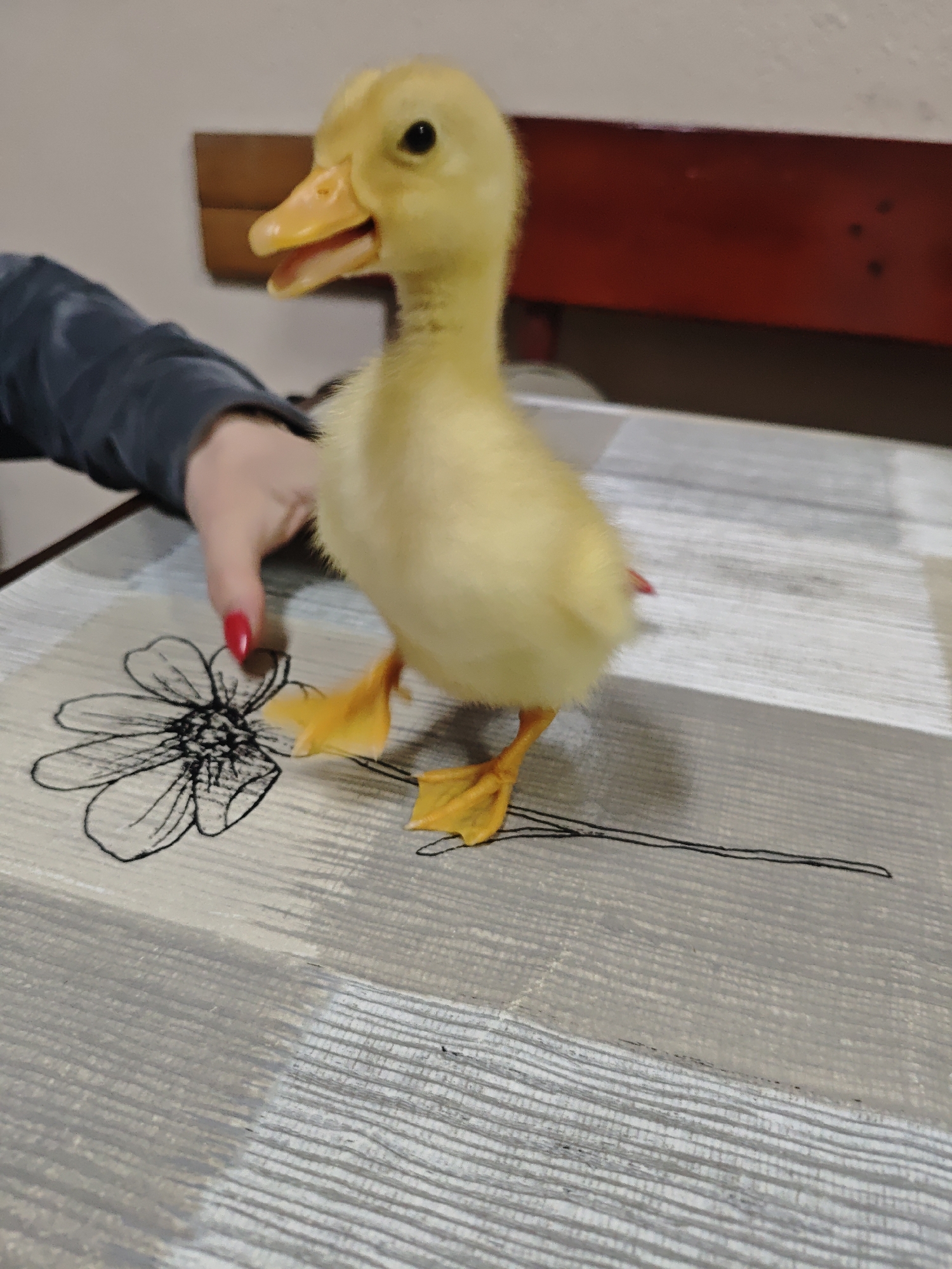 A yellow duckling stands on a gray tablecloth with a drawn flower pattern. A person's hand, with red nail polish, is near the duckling. A red wooden structure is visible in the background. The location is Unknown, Unknown.