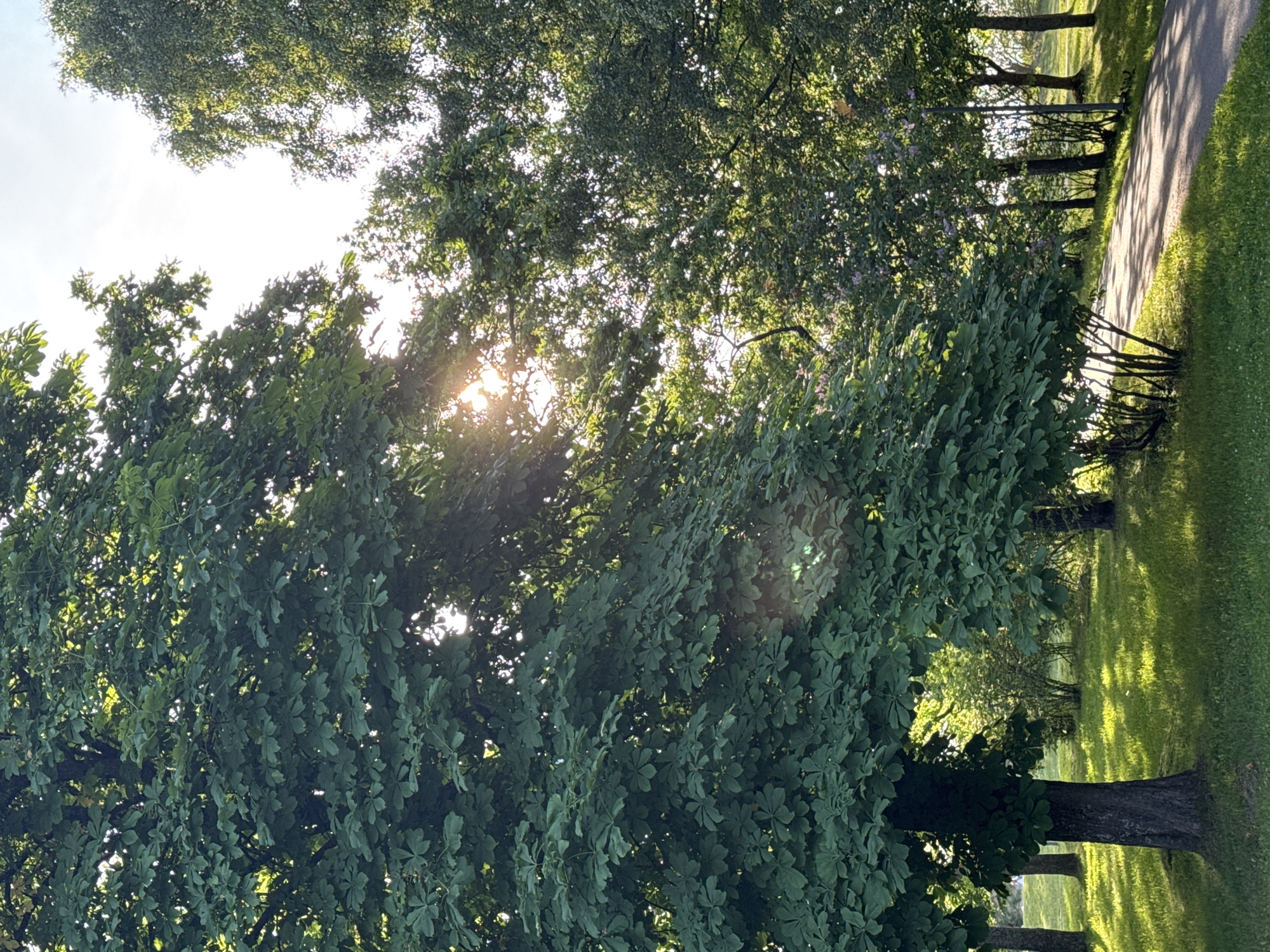 The image depicts a park scene in Tallinn, Estonia, with dappled sunlight filtering through the leaves of large trees. In the foreground, a mature tree with dark bark and lush green leaves dominates the left side of the frame. Its branches extend upwards and across, casting shadows on the meticulously mowed grass below. The grass is vibrant green and catches the sunlight, creating bright patches and long shadows. A paved pathway curves through the park on the right, bordered by more trees and bushes. The pathway shows signs of wear, suggesting it is a well-used area. In the background, a cluster of smaller trees with lighter foliage and some flowering bushes with pale purple blossoms add texture and color to the scene. The sky is bright and appears to be partly cloudy, with the sun positioned high and partially obscured by the tree canopy, creating lens flare effects. No people are clearly visible in the immediate foreground or mid-ground, though faint shapes in the distance on the left might suggest human presence. The overall atmosphere is tranquil and natural, indicative of a well-maintained urban park.