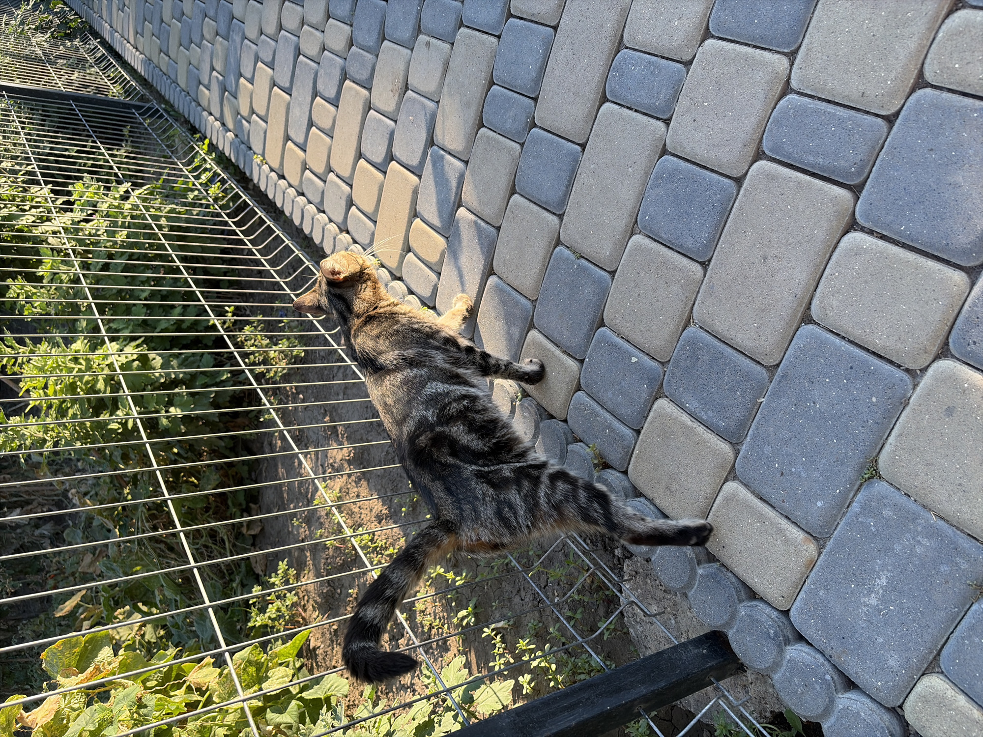 An outdoor, eye-level shot captures a tabby cat standing on a paved walkway adjacent to a wire fence. The cat is facing away from the camera, looking to the right, with its tail raised and curled. The walkway is constructed of interlocking rectangular pavers in alternating shades of grey, blue, and tan. Behind the fence, lush green foliage and some dry plants are visible. The sun casts long shadows across the walkway, indicating it is likely late afternoon or early morning. The scene appears to be located in a residential or garden area. No specific landmarks or indications of Oxentea, Moldova, are present in the image.