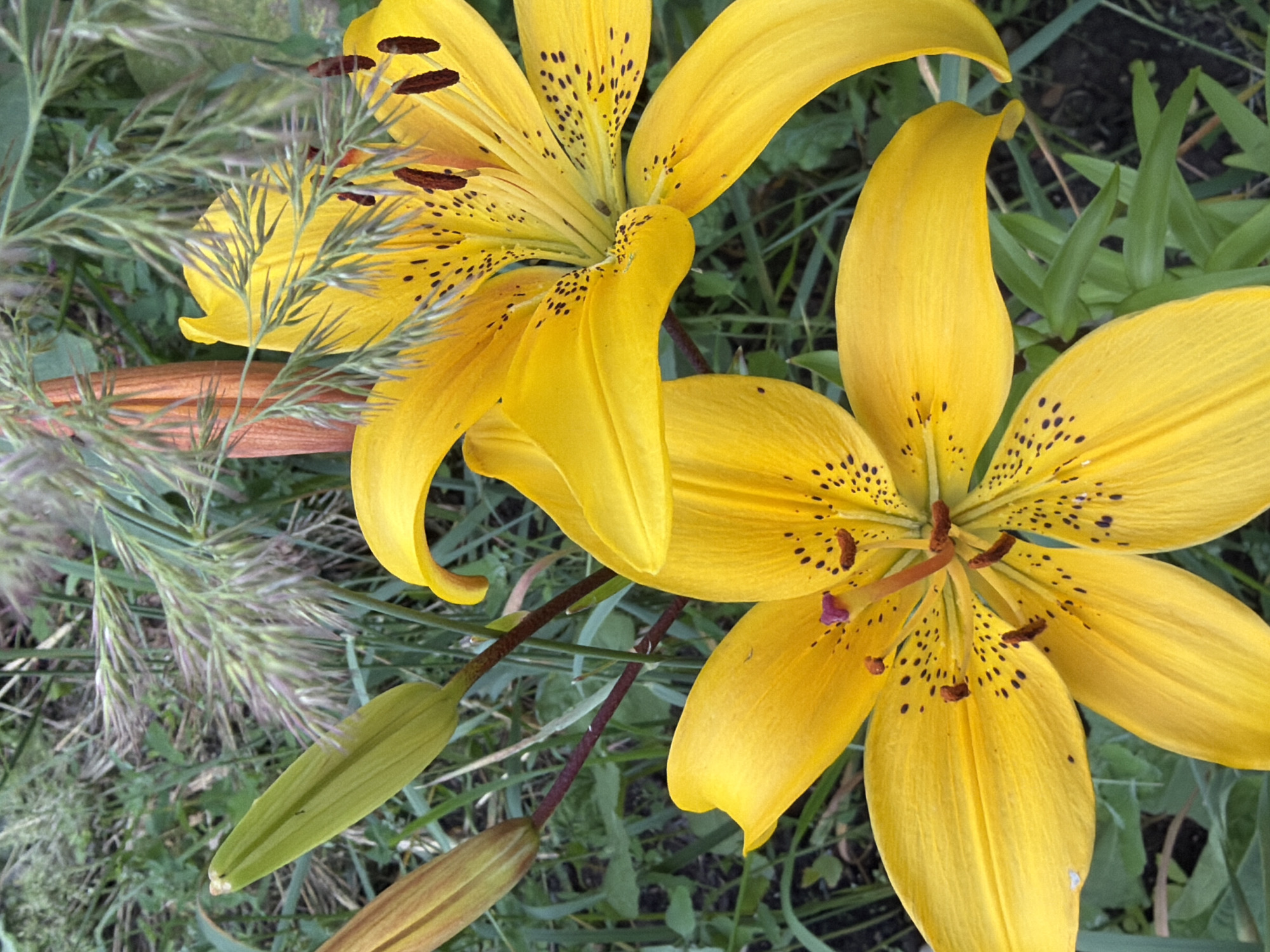 The image displays a close-up view of several vibrant yellow lilies blooming amongst green foliage and tall, feathery grasses. The lilies are the primary subjects, with their large, trumpet-shaped petals unfurling. Some lilies are fully open, revealing their intricate centers with prominent stamens and dark speckles on the petals. The stems are a deep reddish-brown. Partially visible in the lower left are two green lily buds, suggesting the ongoing growth and blooming cycle.
The scene is set outdoors, likely in a garden or natural setting. The presence of grasses and lush greenery indicates a flourishing environment. The lighting suggests it is daytime, with soft illumination that highlights the bright yellow of the flowers without harsh shadows. There are no people or animals visible in the frame.
The image evokes a feeling of natural beauty and the peak of summer bloom. The focus on the flowers and their textures, along with the surrounding plant life, creates a serene and picturesque natural scene. The crops provided highlight different aspects of the lilies and surrounding vegetation, emphasizing the details of the petals, speckles, stamens, and the texture of the grasses and buds.
The location context provided is Kazan, Russia. This information, combined with the visual cues of the flora, suggests a temperate climate during the blooming season for lilies. There is no visible text in the image.