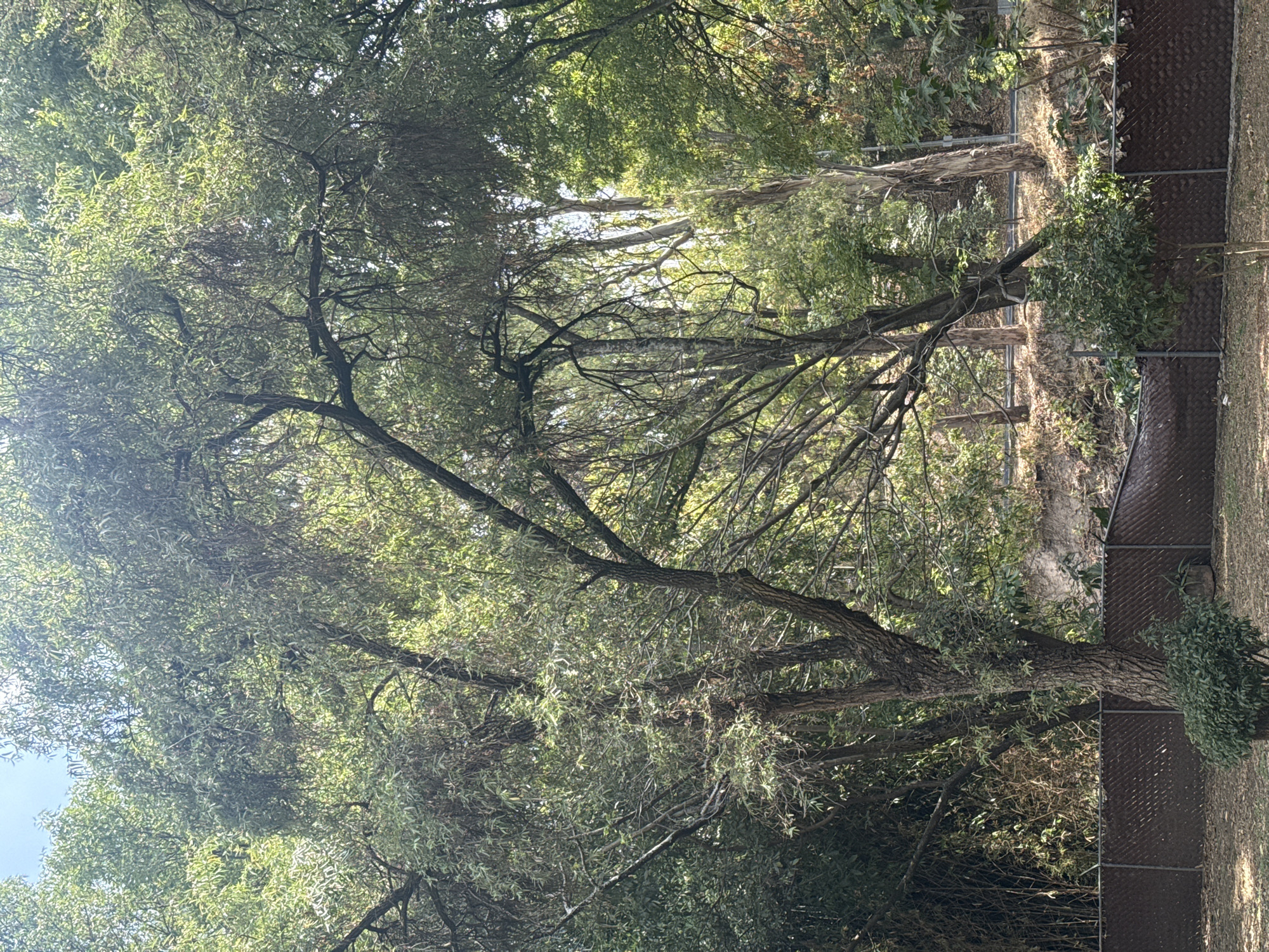 The image shows a tree with sparse foliage in what appears to be an overgrown area. A chain-link fence is partially visible on the right side of the image. The location is purportedly in San Bernardino Tlaxcalancingo, Mexico, based on the prompt. No people, subjects, objects, actions, or interactions can be identified beyond the tree, fence, and environment. The environment appears to be a somewhat neglected area, judging from the uncontrolled vegetation. The lighting is diffuse, suggesting an overcast day or a location in partial shade.