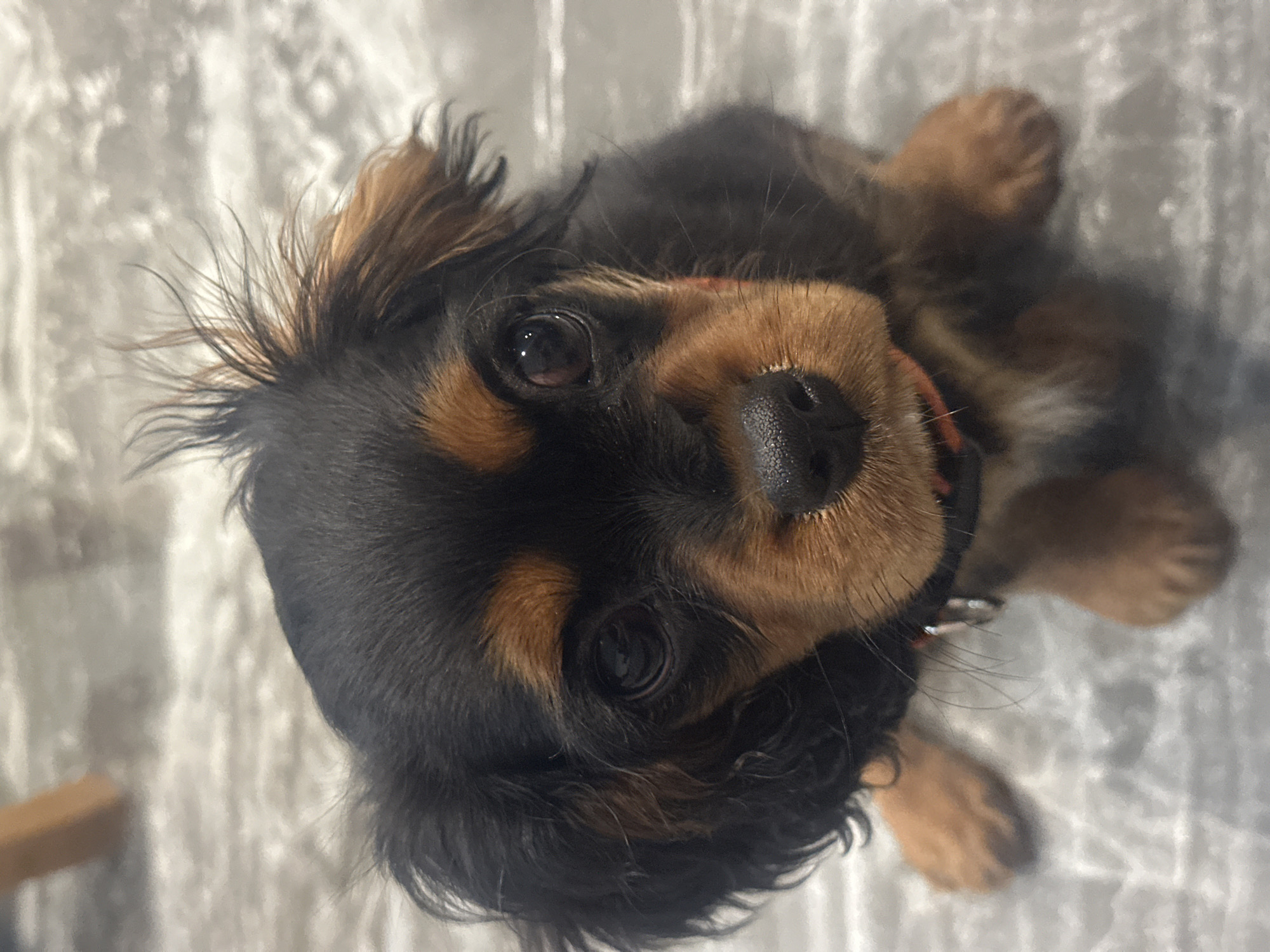 A black and tan Cavalier King Charles Spaniel puppy is lying on a gray, possibly marble, surface. The dog is wearing a red collar. The puppy's face is turned upwards towards the camera, with its eyes looking directly into the lens.
