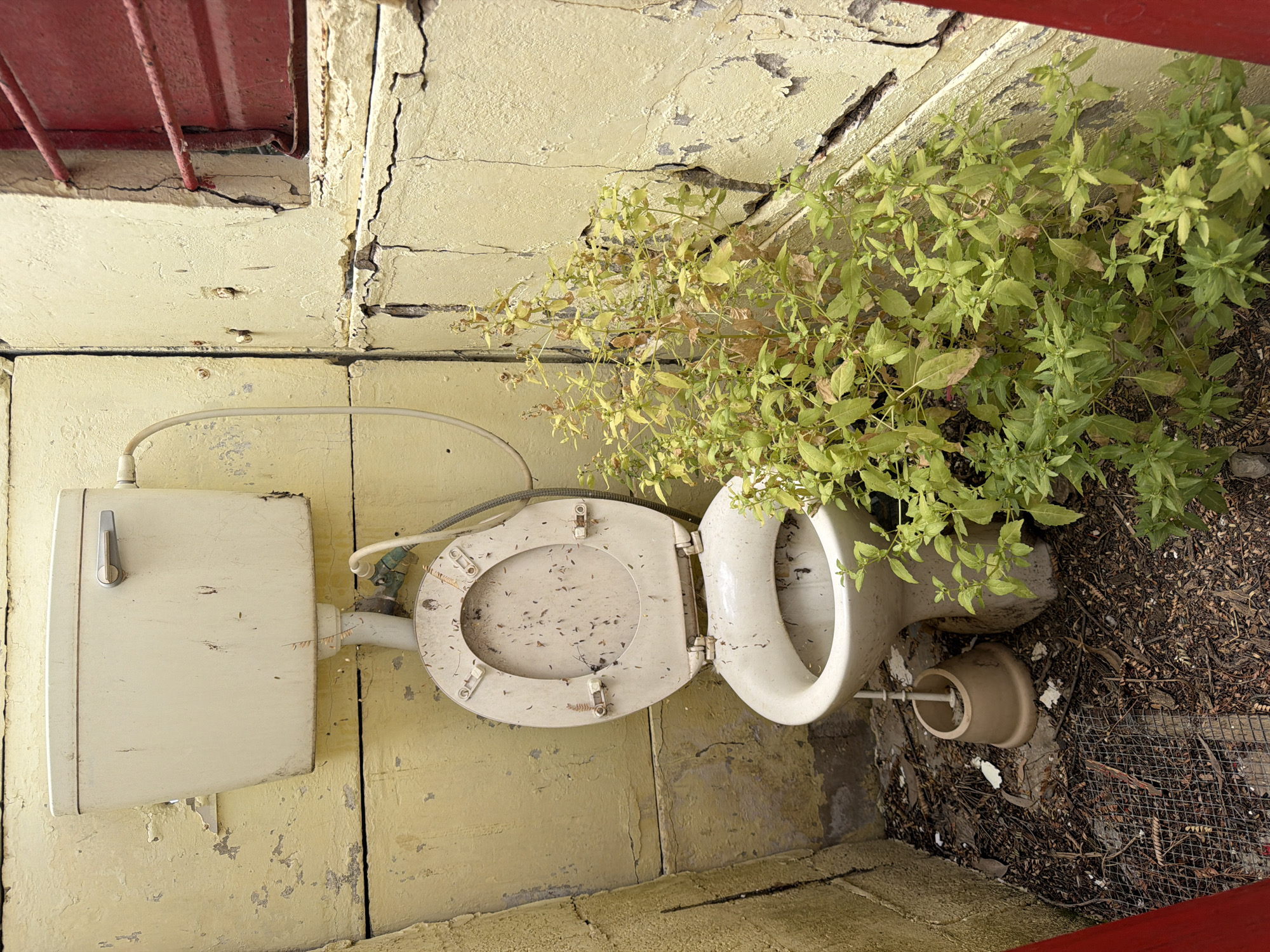 The image depicts an old, disused toilet situated outdoors, possibly in a neglected area of the Gilboa Regional Council, Israel. The toilet, made of light beige porcelain, is heavily soiled and shows signs of age and disrepair. Its seat is open, exposing the interior. A tank is mounted on the wall and connected to the toilet bowl with a tube. The surrounding wall has peeling, yellow paint and significant cracks, indicating structural issues. A large, flourishing green plant grows directly behind the toilet, suggesting an absence of regular maintenance. The ground is covered in dirt, leaves, and a wire mesh. A red painted frame structure is partially visible in the top-left corner of the image. The overall scene suggests decay and abandonment. No people are present.