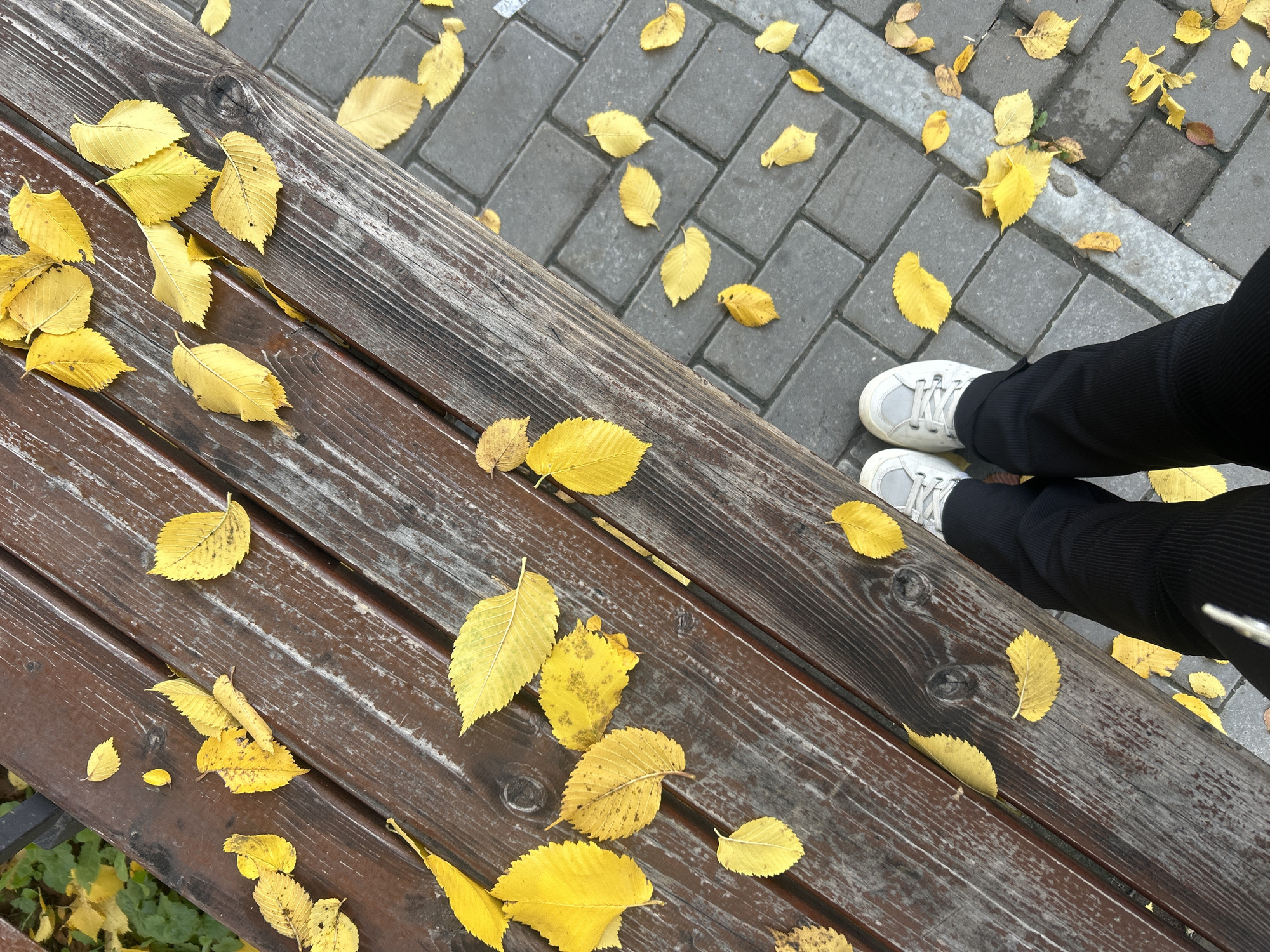The image depicts a ground-level perspective of a park bench and adjacent paving stones, with numerous yellow autumn leaves scattered across both surfaces. The bench is constructed of dark brown wooden planks with visible grain and wear. The paving stones are rectangular and gray, arranged in a standard pattern.
In the lower portion of the image, the lower legs and feet of a person are visible, wearing black trousers and white sneakers. They are standing with their feet positioned on the paving stones, facing away from the camera.
The presence of autumn leaves and the setting suggest an outdoor environment, possibly a park or public walkway. While the image context does not specifically confirm the city of Chaikovsky, Russia, the typical urban landscape elements (bench, paving stones) are consistent with such a location.