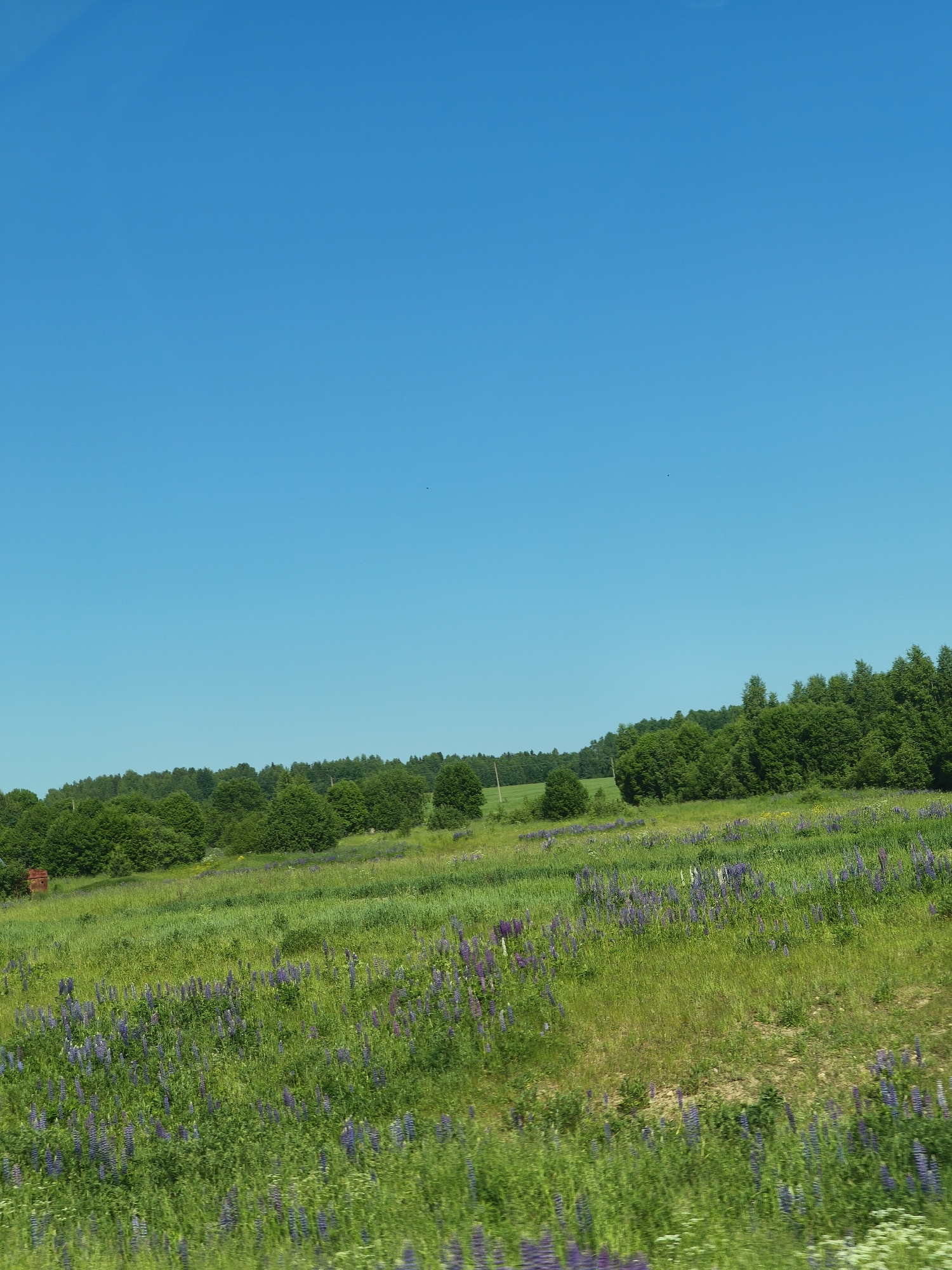 This is a wide, eye-level, outdoor shot of a vibrant green field filled with numerous purple lupine flowers. The field stretches from the foreground to the middle ground, where it meets a dense line of lush green trees forming a natural border. Beyond the trees, a clear, bright blue sky dominates the upper half of the image. The overall scene depicts a serene, natural landscape in a rural setting, likely in or around Makaryev, Russia, given the lush vegetation and open fields common to the region. There are no people, animals, or man-made structures immediately visible in the scene besides a small, red, barn-like structure partially obscured by trees on the far left. The lighting suggests it is a bright, sunny day.