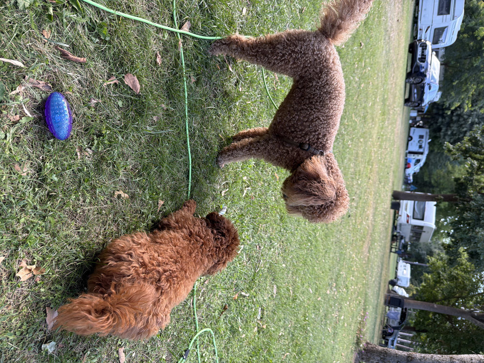 This is a medium-shot, outdoor, natural light photograph of two red poodle dogs in a grassy area at a campsite, likely located in or near Kazanlak, Bulgaria. The dog in the foreground on the left is standing and facing to the right, its tail is curled upwards, and it has a collar on. The second dog, in the middle ground, is lying down facing to the left, with its head turned towards the standing dog. A green cord runs across the grass. In the background, there are several camper vans and cars, with trees and foliage suggesting a park or campsite environment. There is a blue and purple dog toy on the grass in the lower left corner of the frame.