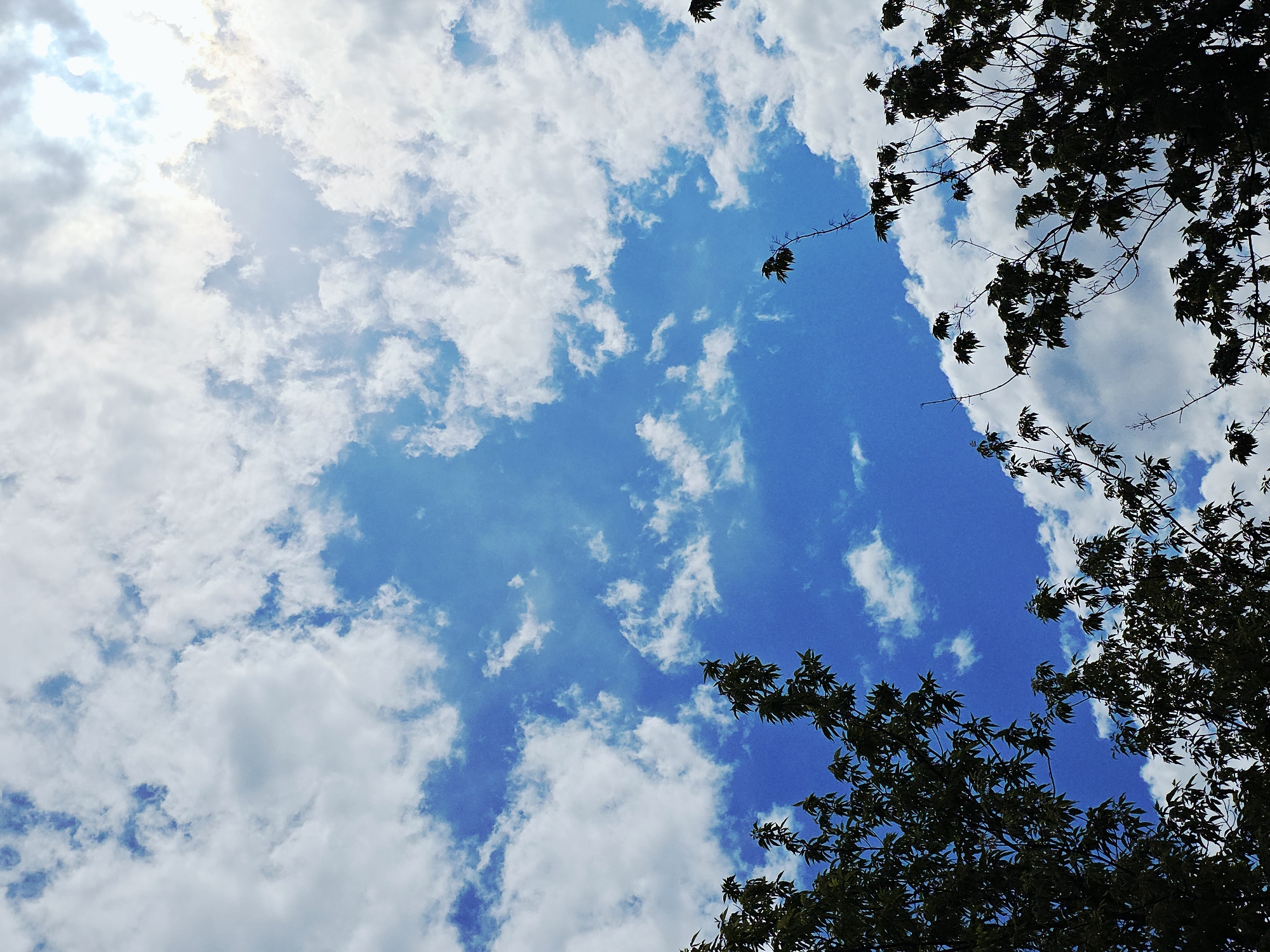 The image captures a view of the sky, with varying cloud coverage. The sky transitions from a partly cloudy area where the sun is obscured by thin, light clouds to a clear, deep blue expanse punctuated by scattered cumulus clouds. Branches and leaves of a tree partially frame the right side and lower right of the image. The location is presumed to be in the city of Unknown, Unknown.