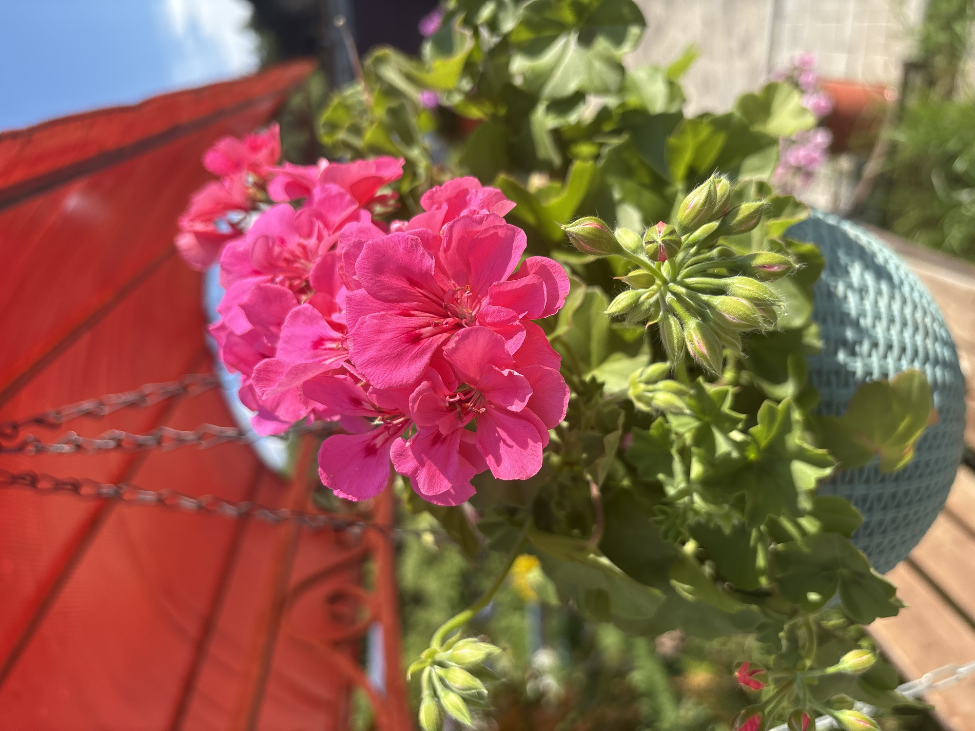 This media file features a close-up view of vibrant pink geranium flowers in a hanging pot. The flowers are in full bloom, with delicate petals catching the sunlight. Surrounding the flowers are green leaves and several clusters of unopened buds, suggesting the plant is healthy and continuing to grow.
In the background, a bright red object, possibly an umbrella or decorative garden element, is visible, along with a blurred blue woven basket, indicating the setting is outdoors in a garden or patio area. The overall scene is bright and sunny, with clear blue sky visible towards the top left. The wooden planks of a deck or fence can be seen in the lower right, providing additional context for the location. The image appears to have been taken during the daytime, under clear weather conditions. There are no people or text visible in the image. The focus is entirely on the natural beauty of the flowering plant.