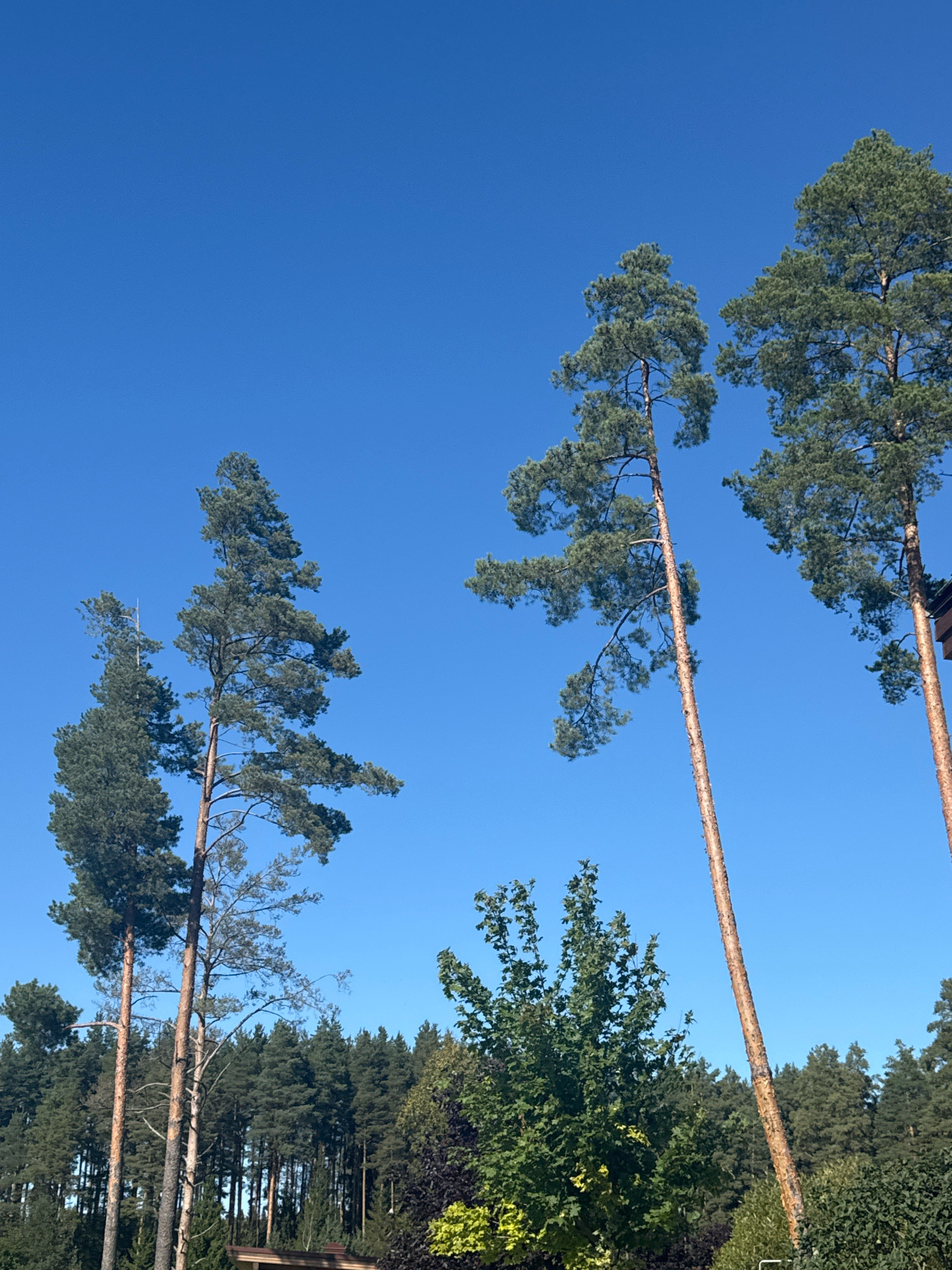 This is a vertical, eye-level, outdoor photograph taken in Mistolovo, Russia. The image features a clear, bright blue sky dominating the upper portion. In the foreground and midground, several tall pine trees with green needles and brown bark are visible, some leaning at various angles. Behind these prominent trees, a dense forest of evergreen trees stretches across the horizon. To the right side of the image, a portion of a building with a brown roof is partially visible amongst the trees. In the lower foreground, there are also some green deciduous trees and shrubs. The lighting suggests it is daytime, likely during the warmer months given the foliage.