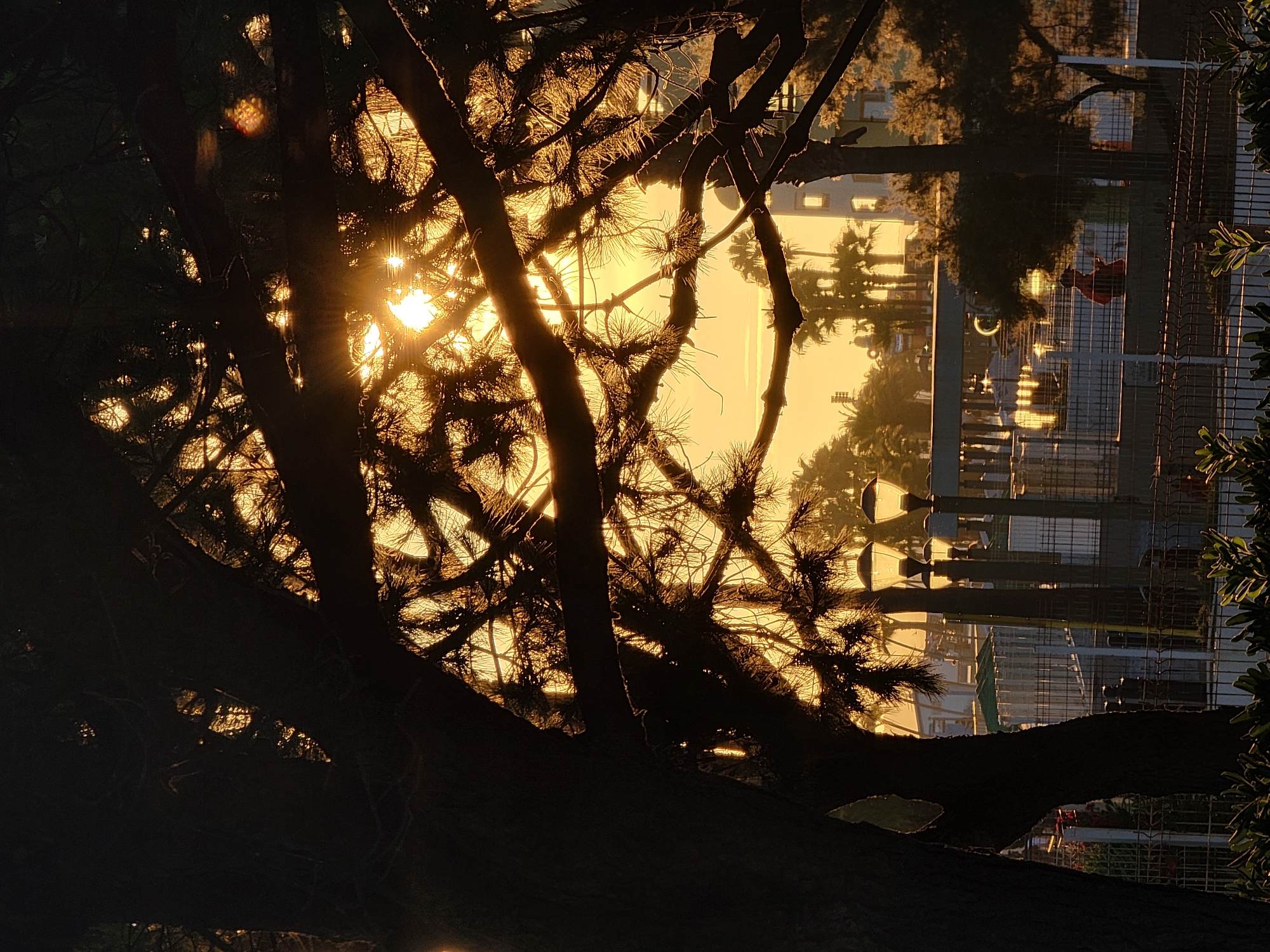 A silhouette of a tree's branches and needles is in the foreground, partially obscuring a bright, hazy sunset in Quarteira, Portugal. The sun's rays pierce through the foliage, creating a warm, golden light. In the middle ground, several lampposts with glowing lights are visible, along with a fence. Beyond the fence, a person wearing a red shirt and a dark cap is standing, looking down, possibly at a phone. Palm trees and a building are visible in the background, silhouetted against the sunset. The overall scene suggests an outdoor public space, possibly a promenade or park, during sunset.