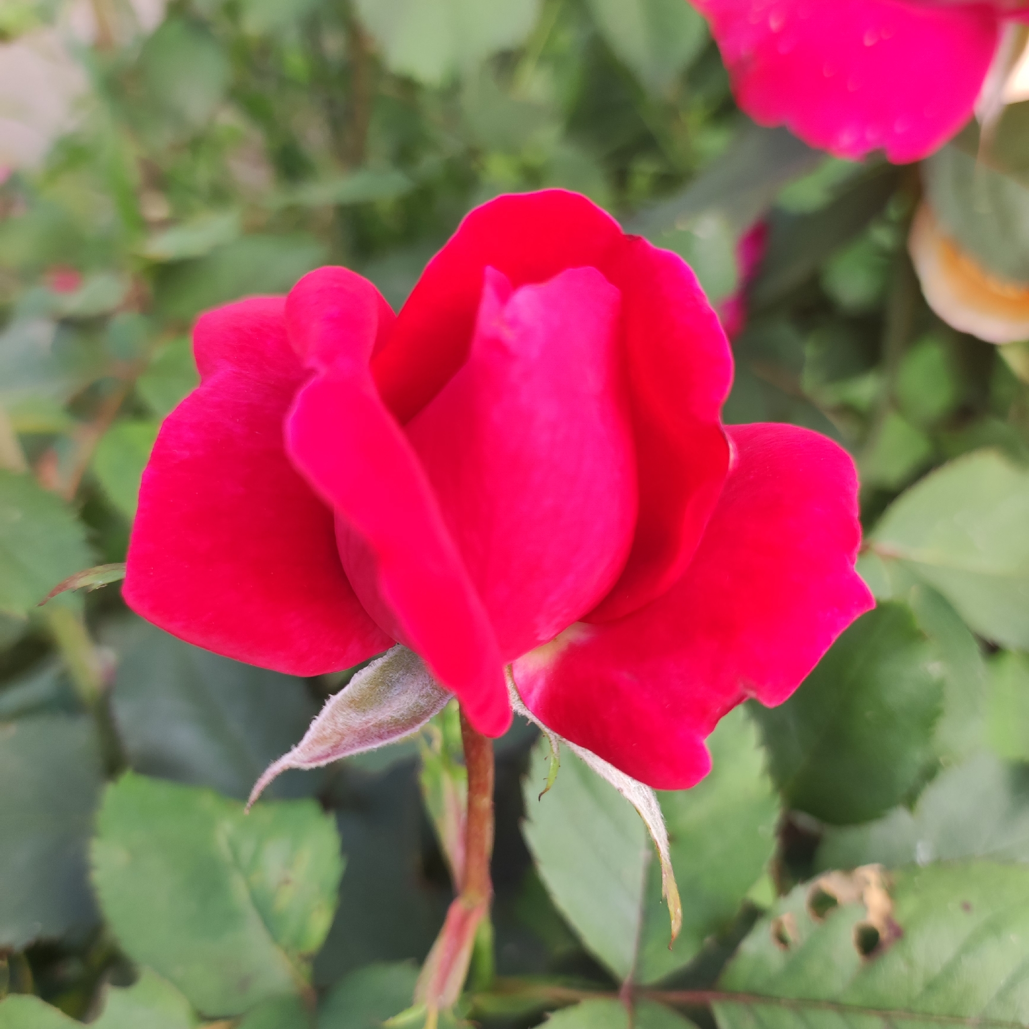A close-up shot focuses on a vibrant red rosebud, its petals tightly furled, hinting at a bloom yet to fully open. The rose is positioned centrally, with its stem visible below, covered in fine, fuzzy hairs. The background is a soft blur of green foliage, suggesting a garden setting. In the upper right corner, a hint of another red rose can be seen, partially out of focus. The image is sharp and detailed on the rosebud, with a shallow depth of field that blurs the surrounding leaves. The lighting is natural, illuminating the rich color of the rose. There are no people or animals visible in this image. The scene appears to be an outdoor garden, possibly in Navoloki, Russia, given the context.