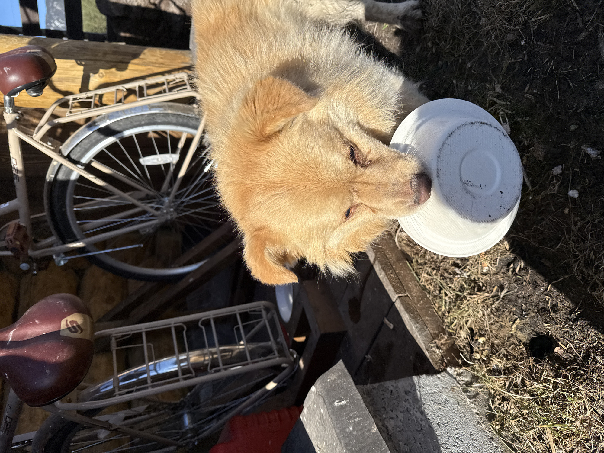 An eye-level shot shows a light brown dog holding a white bowl in its mouth. The location is possibly Tyulyuk, Russia. The dog is on a surface near a bicycle with a brown seat, metal rack, and black tire. The surface next to the dog transitions into dirt.