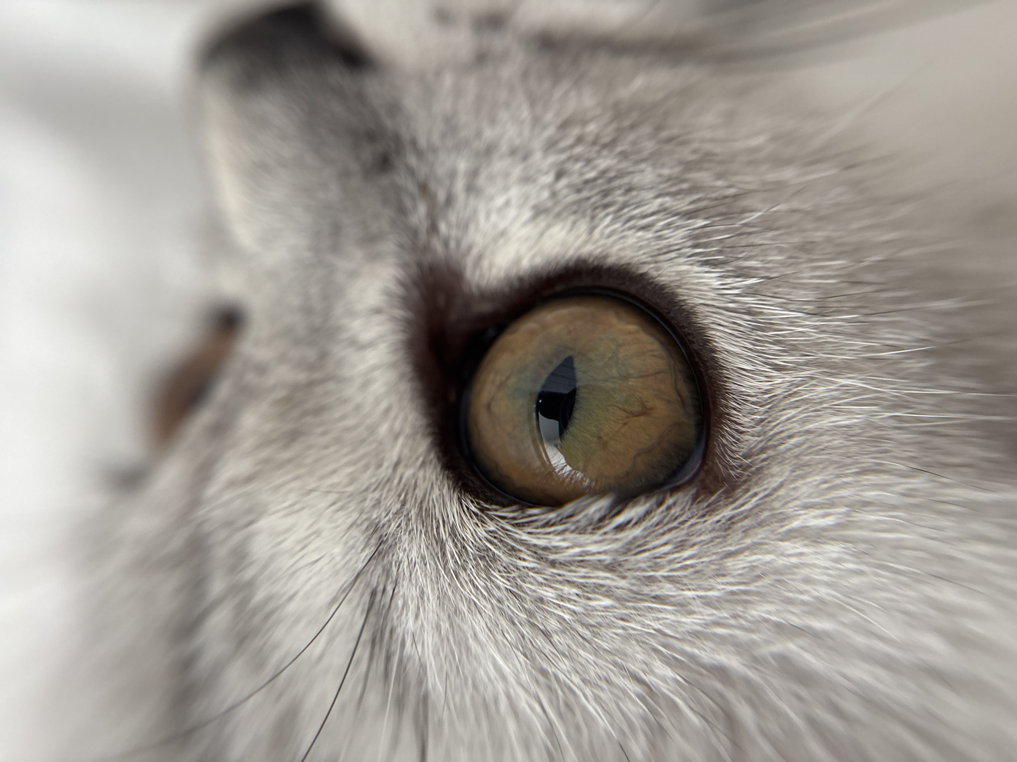 The image is a close-up, macro photograph of a cat's eye. The cat's fur is light grey and appears soft. The eye itself is golden-brown with a dark pupil. Reflections of light are visible in the pupil. The image is sharply focused on the eye, with the surrounding fur slightly blurred, creating a shallow depth of field. No information about the location of Izhevsk, Russia, is present in the image.