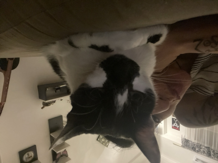 A tuxedo cat lies upside down near a person. The cat’s black fur has white patches on its head and body. The person, wearing a striped shirt, has visible tattoos on their arm. The cat appears to be resting on a couch. Background elements include wall-mounted shelves, a small clock, a pirate flag, and a guitar. The lighting is soft and subdued.