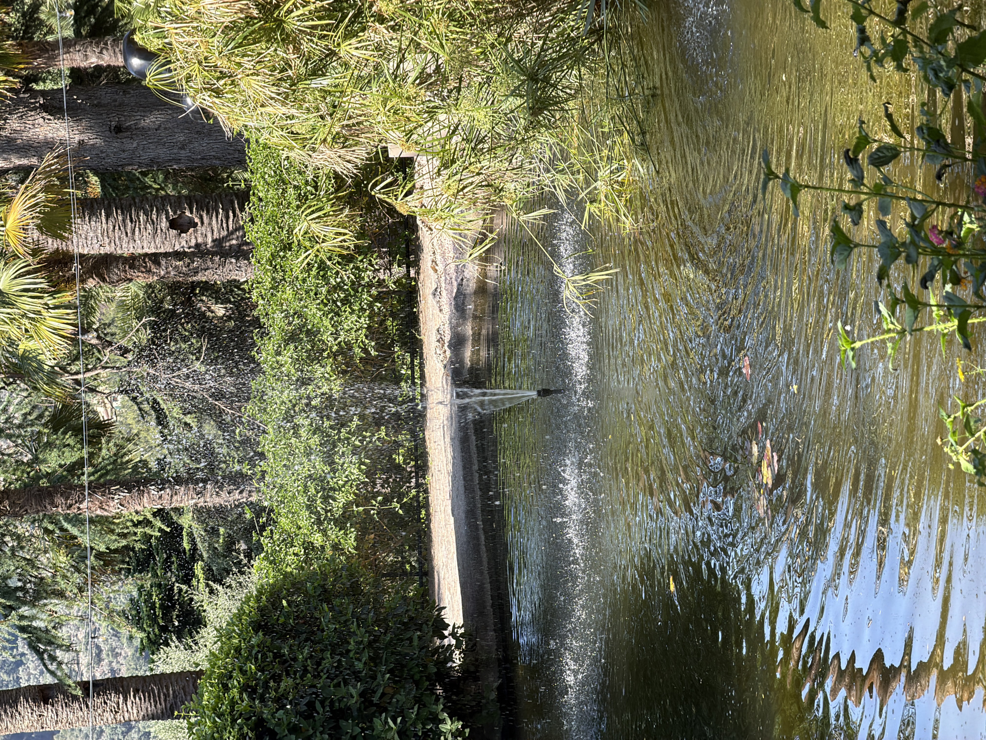 The image shows a water fountain in a park-like setting. The fountain is located in Bunyola, Spain. The fountain is composed of a concrete basin from which water is jetted upwards, creating a spray. The water appears to be murky. The environment is lush with various types of greenery, including bushes, plants and palm trees that surround the fountain, casting shadows on the water. The time of day seems to be sunny, as evidenced by the shadows and the bright light reflecting on the water surface.