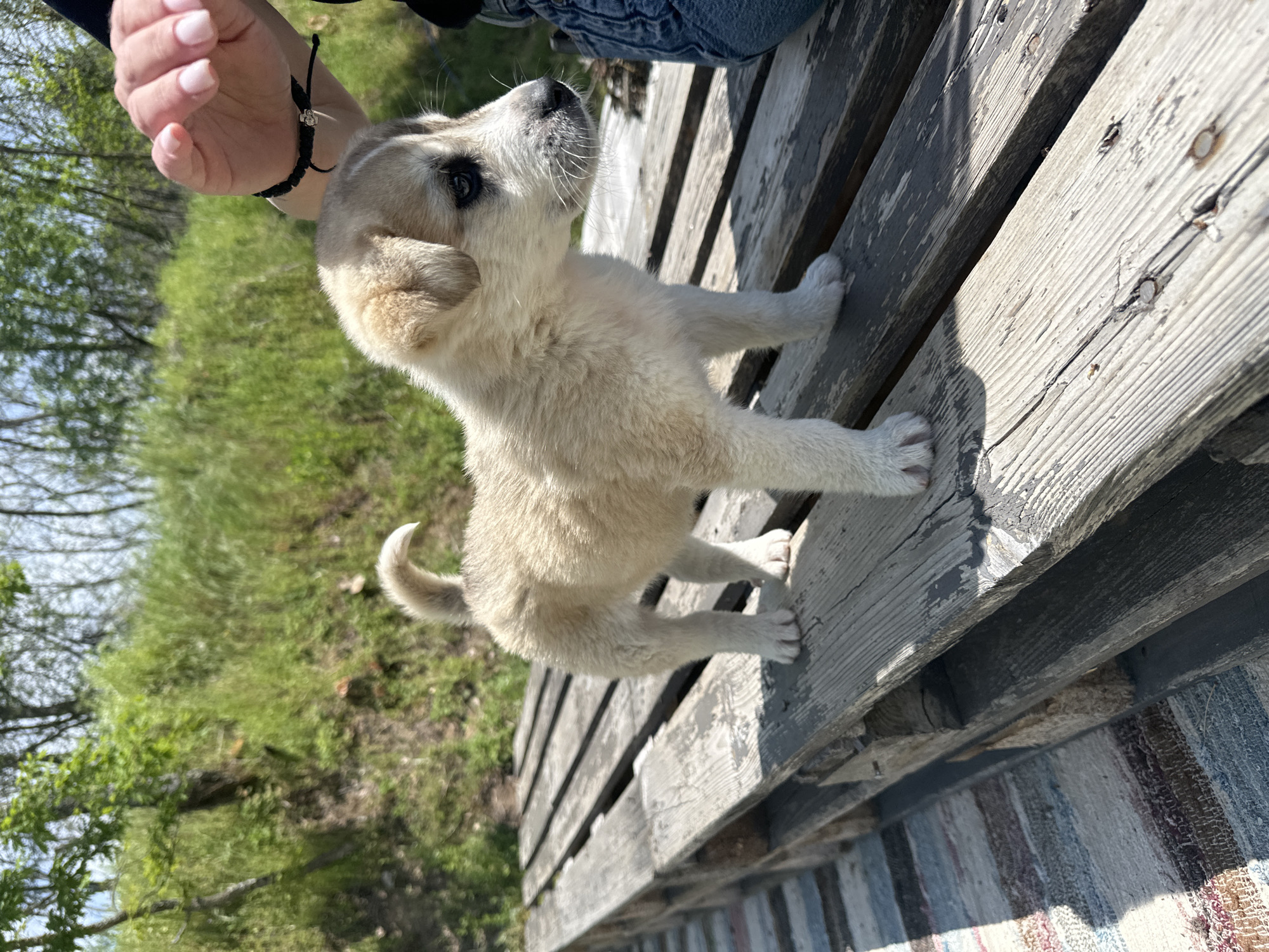 A cream-colored puppy with black markings around its eyes stands on a weathered, wooden pallet. A person’s hand with manicured nails and a black string bracelet extends towards the puppy from above. The background features green grass and trees. The pallet is placed on top of a multi-colored rug on the ground. The image was taken in Mrachenik, Bulgaria.