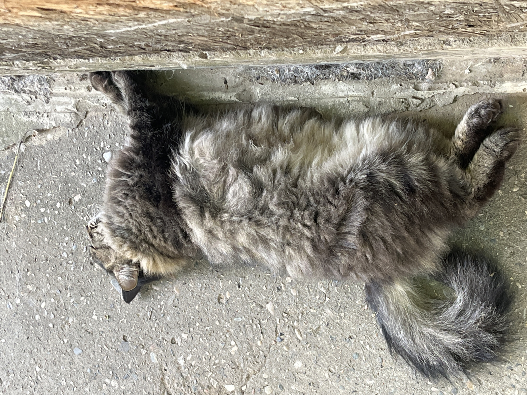 A medium-sized, long-haired tabby cat is lying on its back on a concrete surface next to a wooden structure. The cat is predominantly gray and brown with darker tabby markings. Its eyes are closed, and its paws are extended. A portion of its tail is curled on the concrete. The concrete surface appears textured and slightly damp in places. The wooden structure is rough and appears weathered, possibly a wall or a fence post. The scene is illuminated by natural light, casting soft shadows. The location is identified as the city of Krasnyye Barrikady, Russia.
