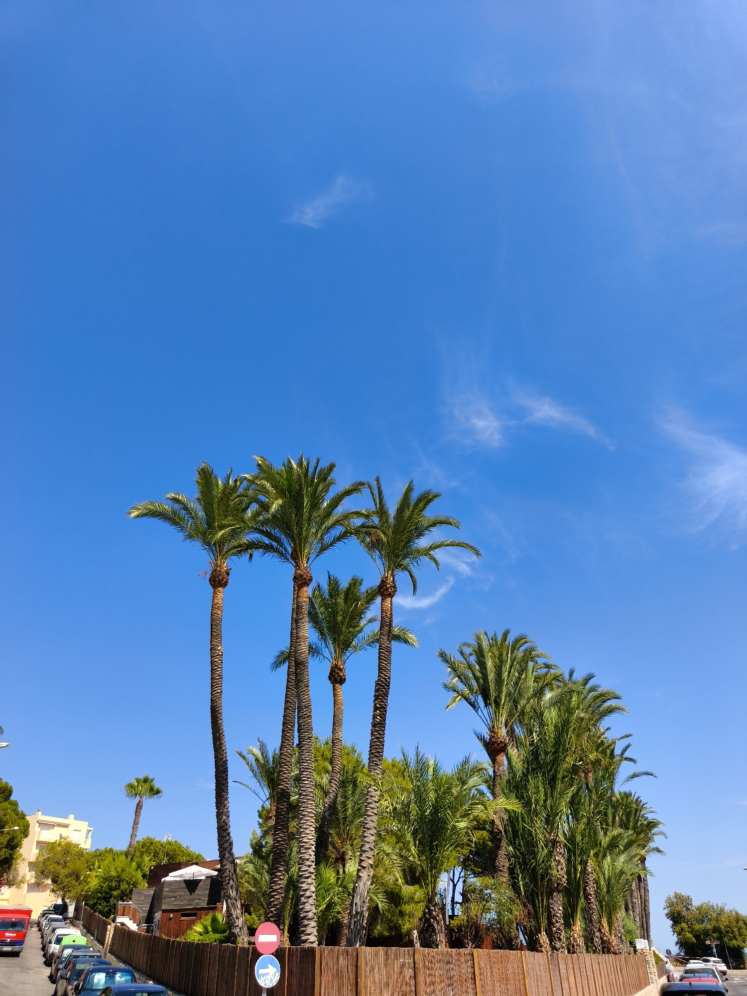 This media file depicts a sunny day in Orihuela, Spain, with a clear blue sky and sparse, wispy clouds. The foreground is dominated by a row of tall palm trees, their fronds lush and green, casting shadows on a wooden fence that runs along a street. Several cars are parked along the street, suggesting a residential or commercial area. On the left, a red van is visible. A white building with yellow accents is situated further down the street, surrounded by trees. The overall scene evokes a relaxed, Mediterranean atmosphere. There are two signs visible on the fence: one circular sign with a red border and a white circle inside, and another circular sign with a blue background and a white arrow pointing to the right. The time of day appears to be late morning or early afternoon, judging by the bright sunlight and the angle of the shadows. There are no people clearly visible in the frame.