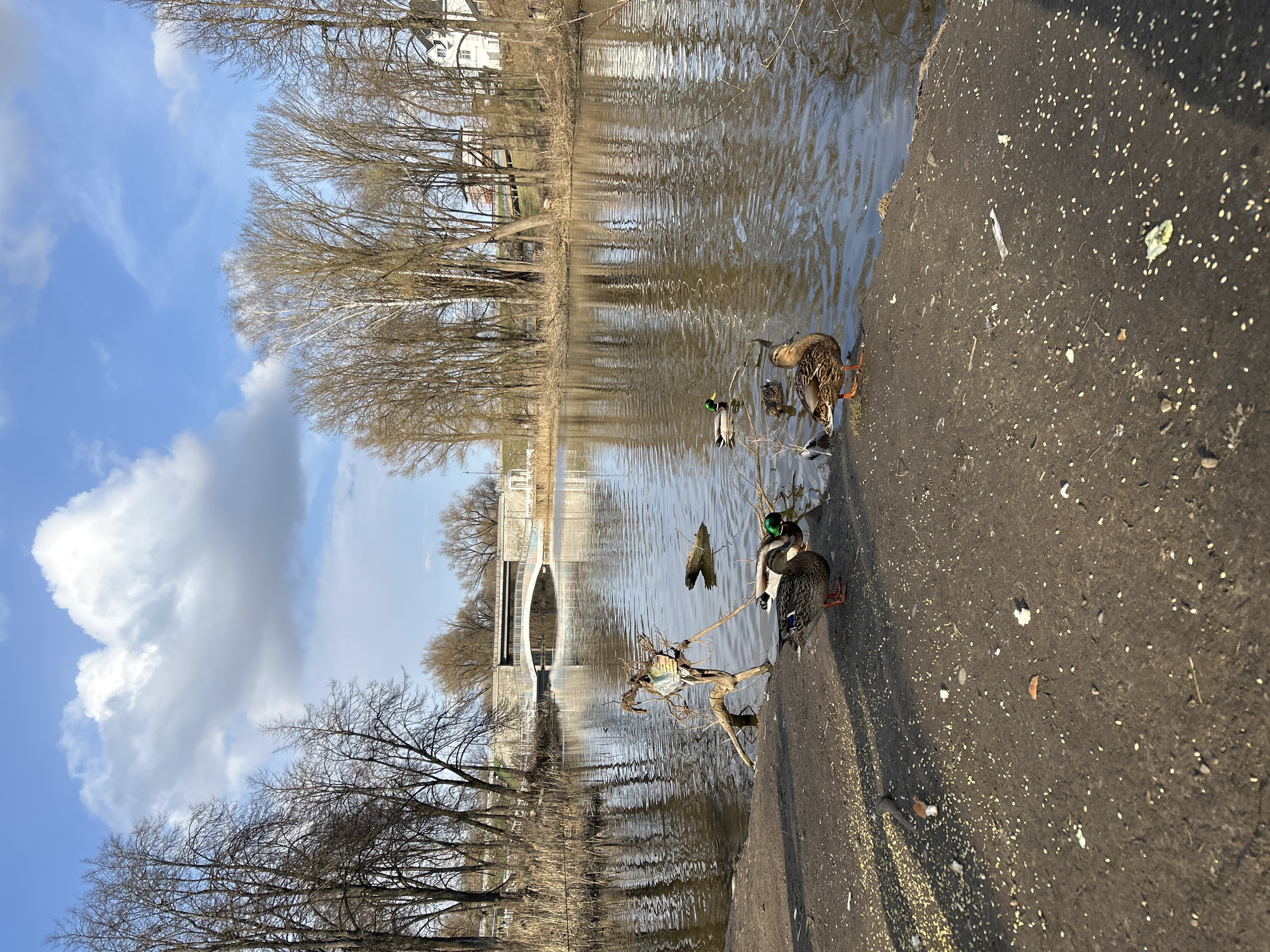 The image shows a waterfront scene in Klin, Russia. The water is a calm, reflective brown, mirroring the bare trees lining the opposite bank. A pedestrian bridge is visible in the middle distance. On the right, a concrete embankment is littered with birdseed, attracting several ducks, including Mallards. The sky is blue with scattered clouds, suggesting a clear day.