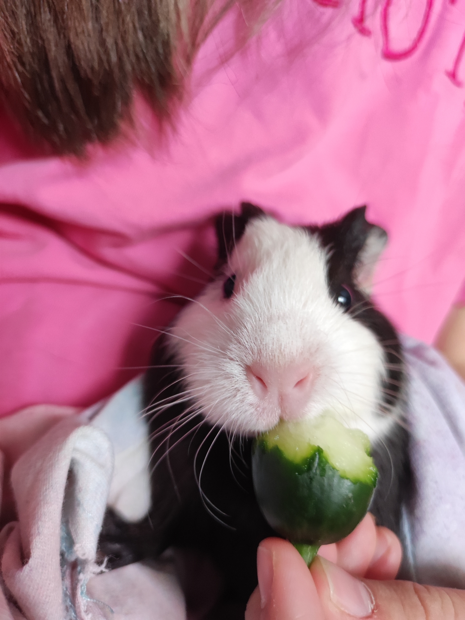 A black and white guinea pig is being held and is eating a piece of cucumber. The guinea pig is facing the camera with its head slightly tilted to the left. A hand is holding the cucumber. The background includes a pink shirt and some hair. There is no information in the image to suggest this image was taken in the city of Votkinsk, Russia.