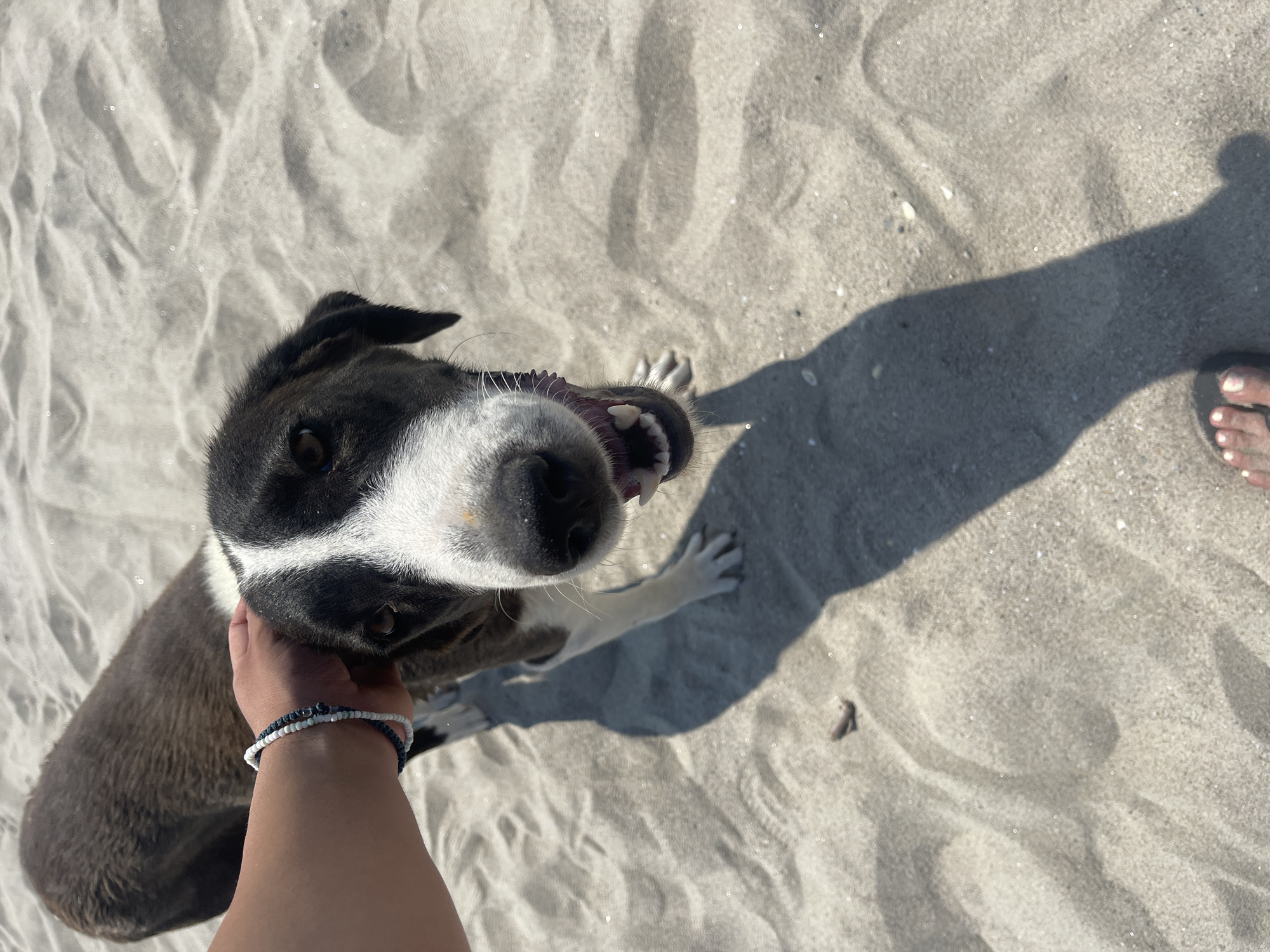 A medium shot shows a dog on a sandy beach in Agios Georgios, Greece. The dog, a medium-sized breed with brown and white markings, is looking at the camera with its mouth open, panting. Its tongue is visible, and it has sharp teeth. A hand is gently petting the dog's head, wearing two bracelets. The sand is light brown and appears to be fine-grained, with ripples and shadows cast by the sun. A shadow of a person is also visible in the lower right corner of the frame, with toes peeking out. The overall scene suggests a relaxed and pleasant day at the beach.
