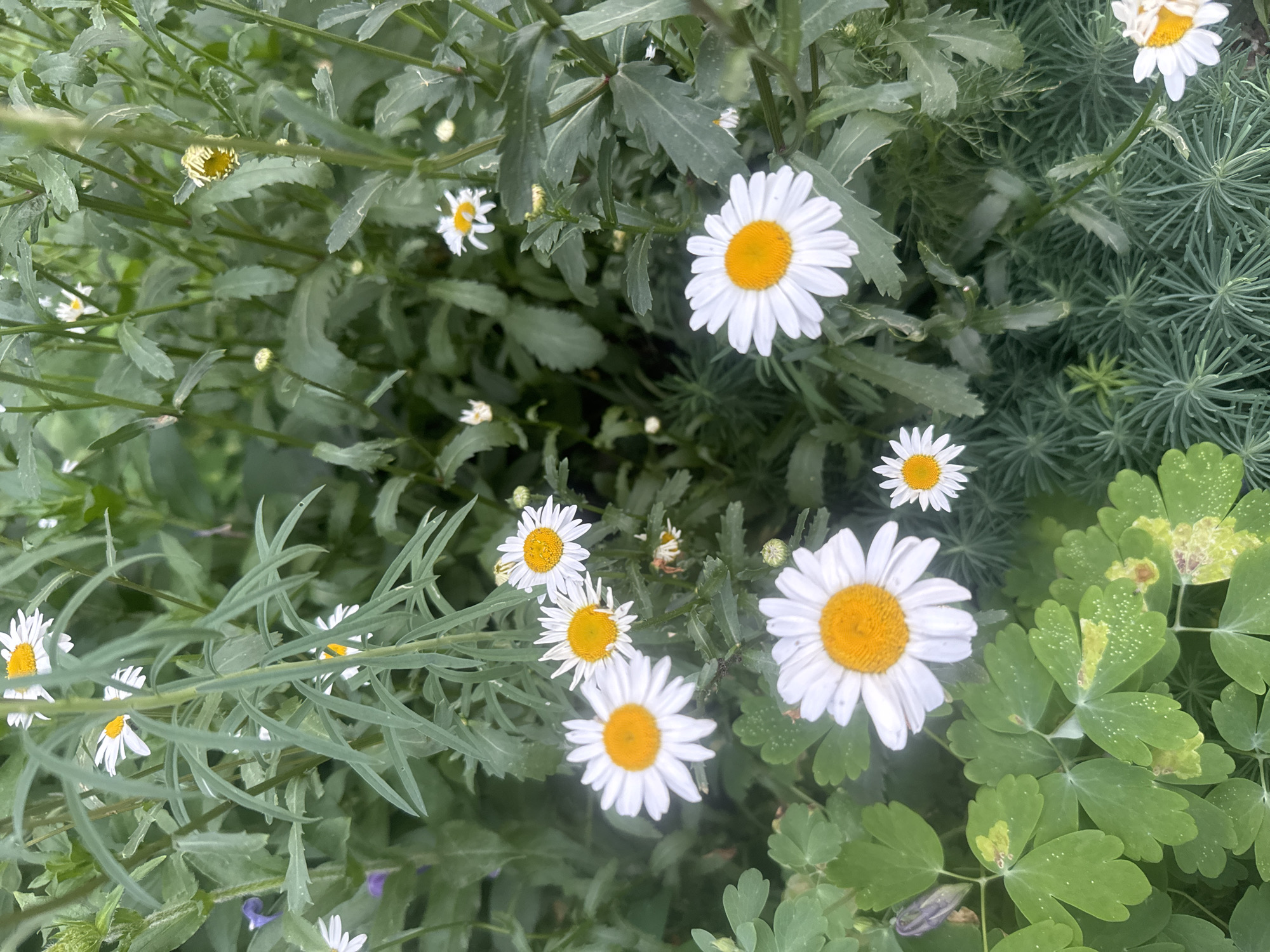 The image is a close-up shot of a flowerbed filled with white daisies with yellow centers. The daisies are of various sizes, with some fully bloomed and others in bud. The foliage is lush and green, with delicate, feathery leaves and some broader, lobed leaves in the foreground. The background is a blur of green, suggesting a natural setting. There are no people or animals visible in the image. The scene depicts a peaceful and verdant garden environment. The location is described as Markova, Russia.