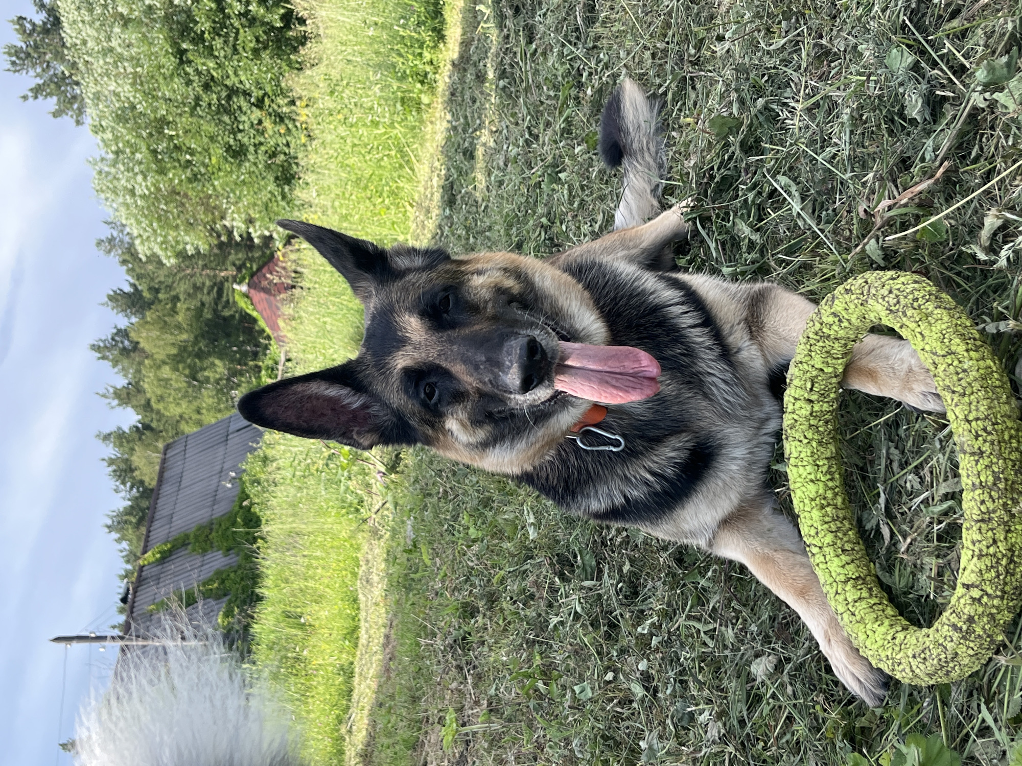 A German Shepherd dog lies on its back in a grassy field, with its tongue hanging out and a bright green toy ring on its chest. The dog appears happy and relaxed, with its tail curled up and its ears perked. In the background, there is a wooden building with a dark roof, partially covered in ivy, and some trees. The scene is outdoors, with a bright sky suggesting it is daytime and likely sunny weather. The dog's collar is visible, with a metal clip attached. The image's orientation is vertical, with the dog's head at the top. The setting appears to be rural, possibly a backyard or a park, given the presence of the building and the natural environment. No text is visible in the image.