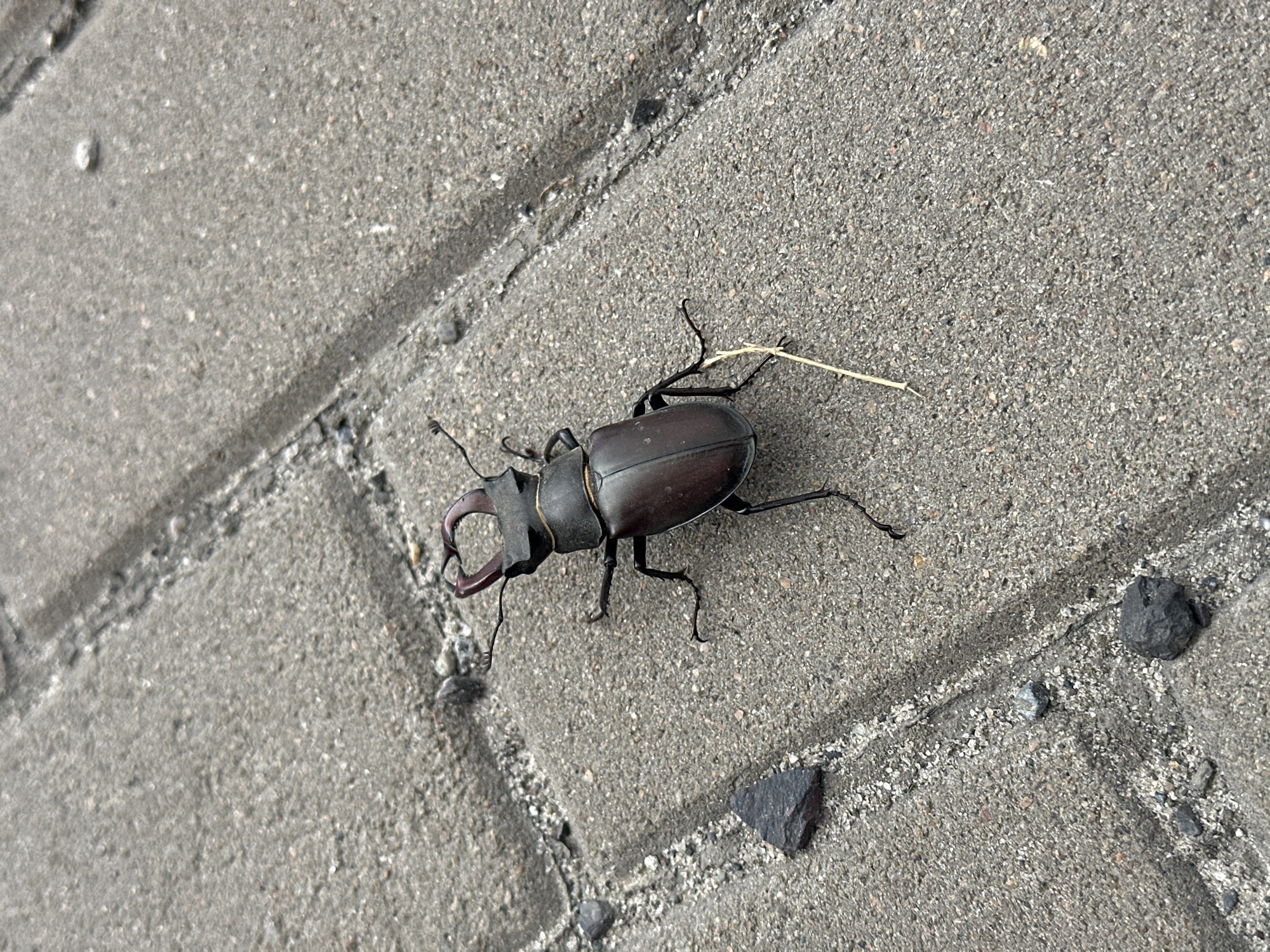 A large, dark-colored stag beetle with prominent mandibles is positioned on a paved surface composed of interlocking gray concrete blocks. The beetle is facing towards the upper right of the frame, with its legs splayed on the rough texture of the pavement. A thin, dry piece of straw or grass lies near the beetle's front legs. The background consists of more of the textured gray paving stones, with small dark and lighter colored stones scattered across the surface. The scene is devoid of human presence. The image depicts an outdoor environment, likely a walkway or public space within the city of Voloshyne, Ukraine.