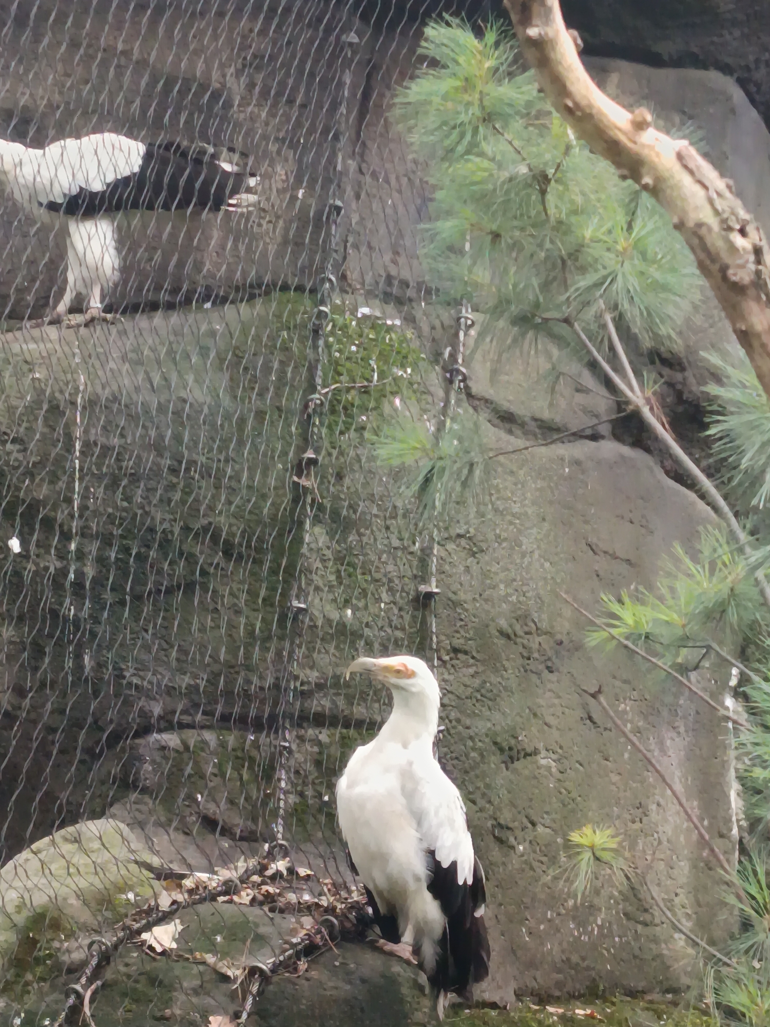 In an aviary enclosure, two birds are visible. The bird in the foreground is a white Egyptian vulture, perched on a rocky surface. It has black wingtips and a distinctive hooked beak. The second bird, also white and black, is partially visible behind a wire mesh fence in the background. The enclosure appears to be a naturalistic habitat, featuring large rocks and pine branches. The overall scene suggests an exhibit in a zoological garden. While the exact location in Berlin is not specified, this type of exhibit is characteristic of the Berlin Zoological Garden.