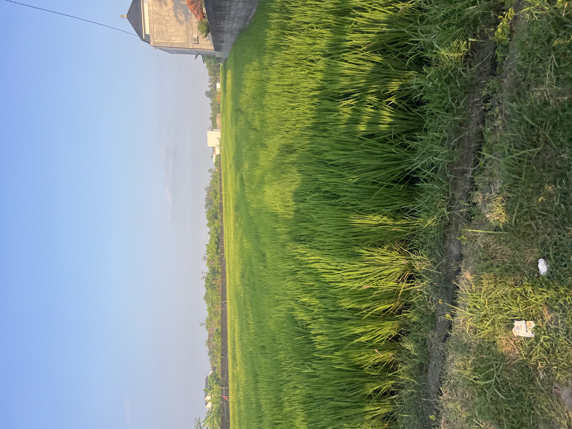 The image depicts a vibrant green rice field stretching across the landscape under a clear blue sky. In the foreground, a patch of dry grass and dirt contrasts with the lushness of the field. To the right, a modern building with a grey concrete facade and a dark roof stands beside a stone wall that borders the rice paddy. The building appears to be a residential or commercial property, possibly an office or apartment complex, with an air conditioning unit visible on its side. In the distance, a line of trees and more buildings suggest the presence of a nearby village or town, indicating this scene is likely located in a semi-urban or rural area. The lighting suggests it is either early morning or late afternoon, with the sun casting a warm glow on the rice stalks and creating long shadows. There are no people or animals visible in the image, and the overall impression is one of tranquility and natural beauty. This scene is characteristic of agricultural areas in or near the city of Kediri, Indonesia, where rice cultivation is a prominent feature of the landscape.