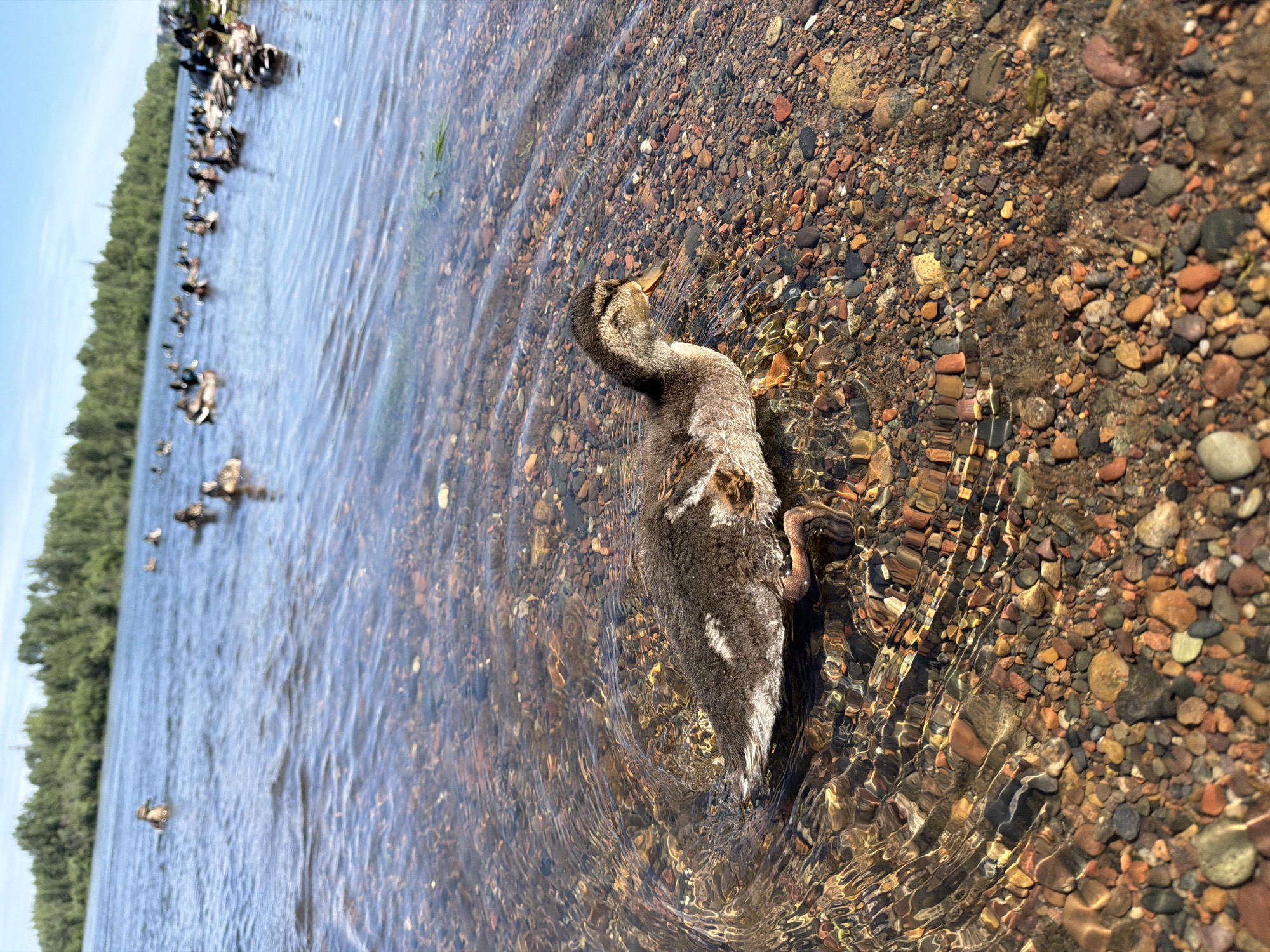 A duckling is in the shallow, clear water near the shore of a river. The riverbed is covered in small, colorful pebbles. The duckling is mostly brown with some lighter patches of white and grey. It has a small beak and webbed feet. In the background, many other ducks are swimming in the river. The river is bordered by a lush green forest under a clear blue sky. The scene appears to be a natural environment, likely a park or a wild area. The image does not contain information about a specific location in Krasnoyarsk, Russia.